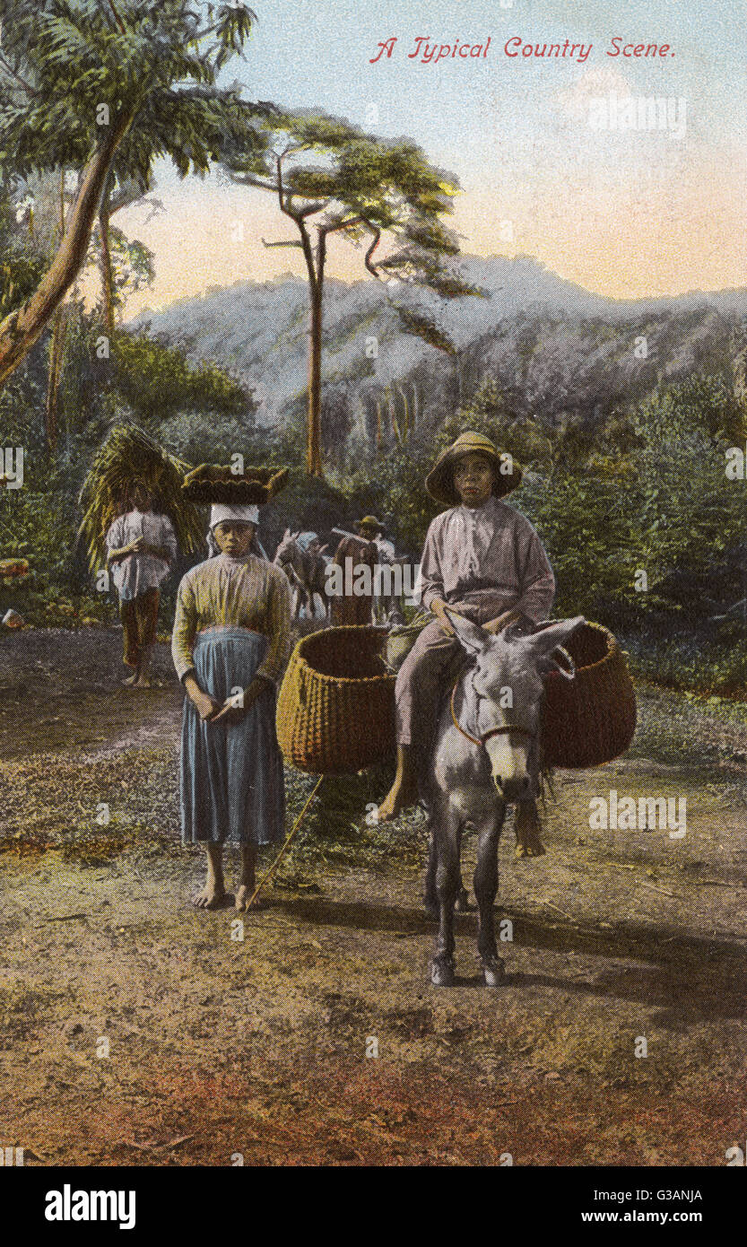 Country scene of workers on a plantation in Jamaica, West Indies.     Date: circa 1908 Stock Photo