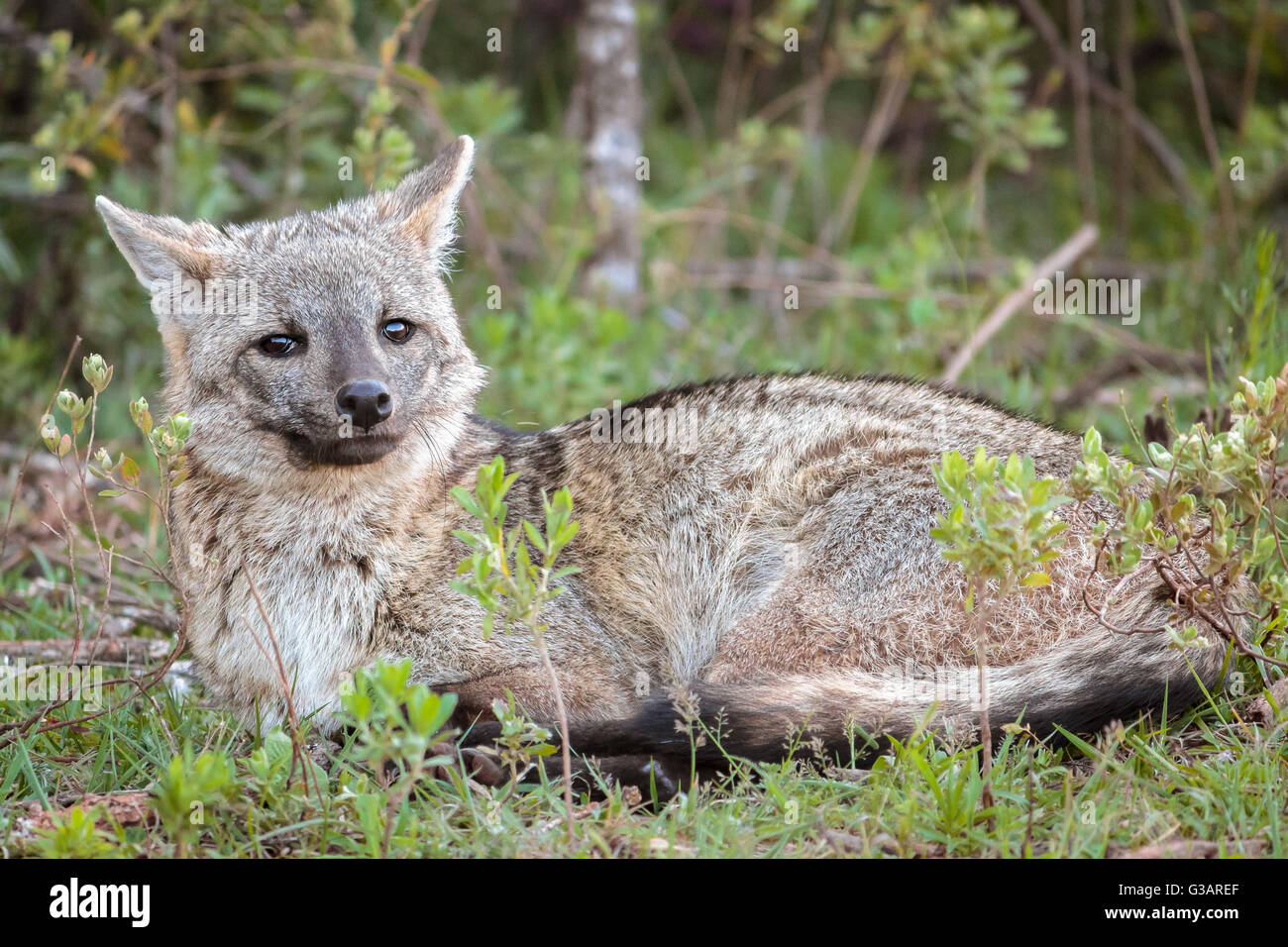 Zorro de animales hi-res stock photography and images - Alamy