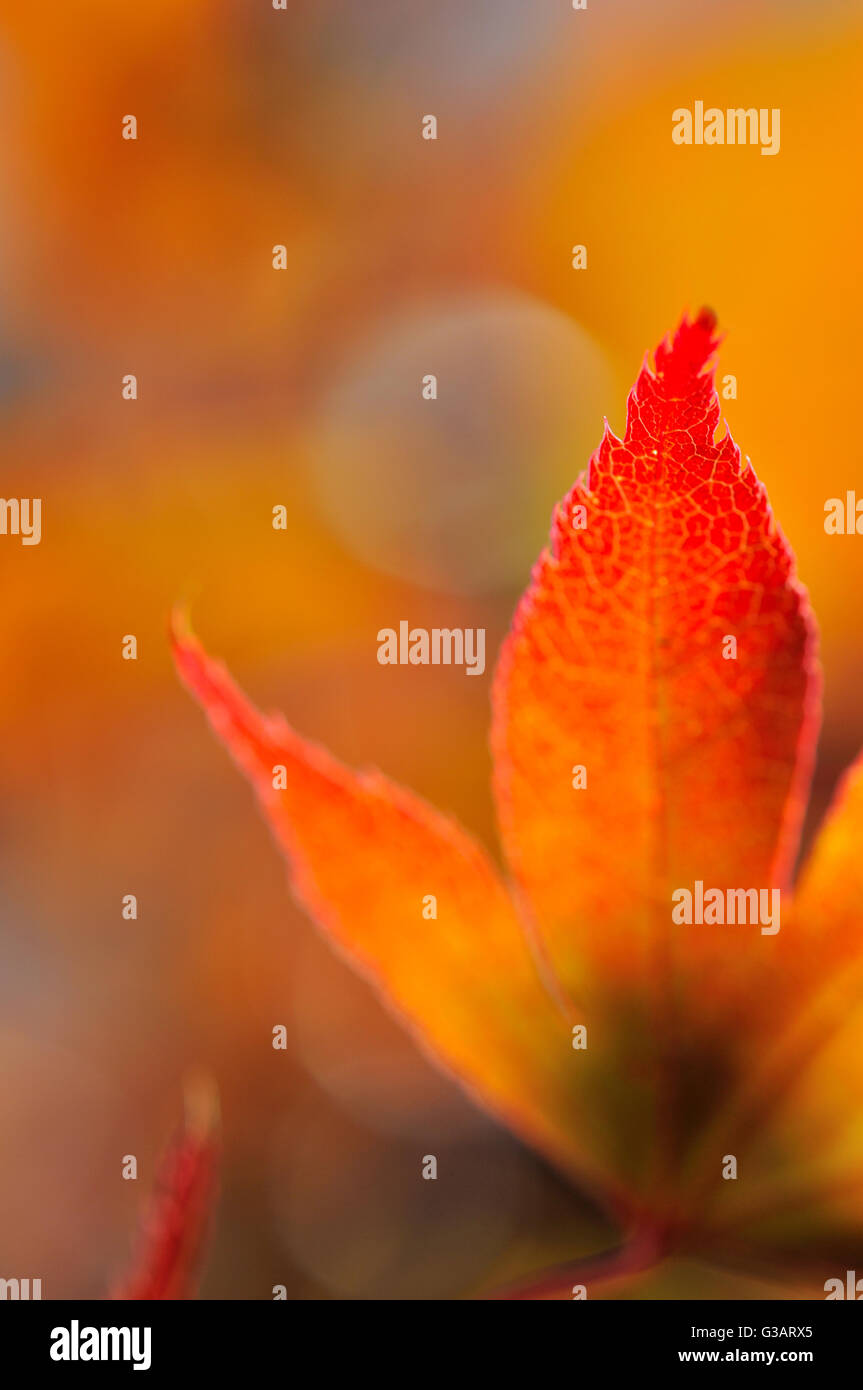 closeup on a part of a red leaf of maple japan Stock Photo - Alamy
