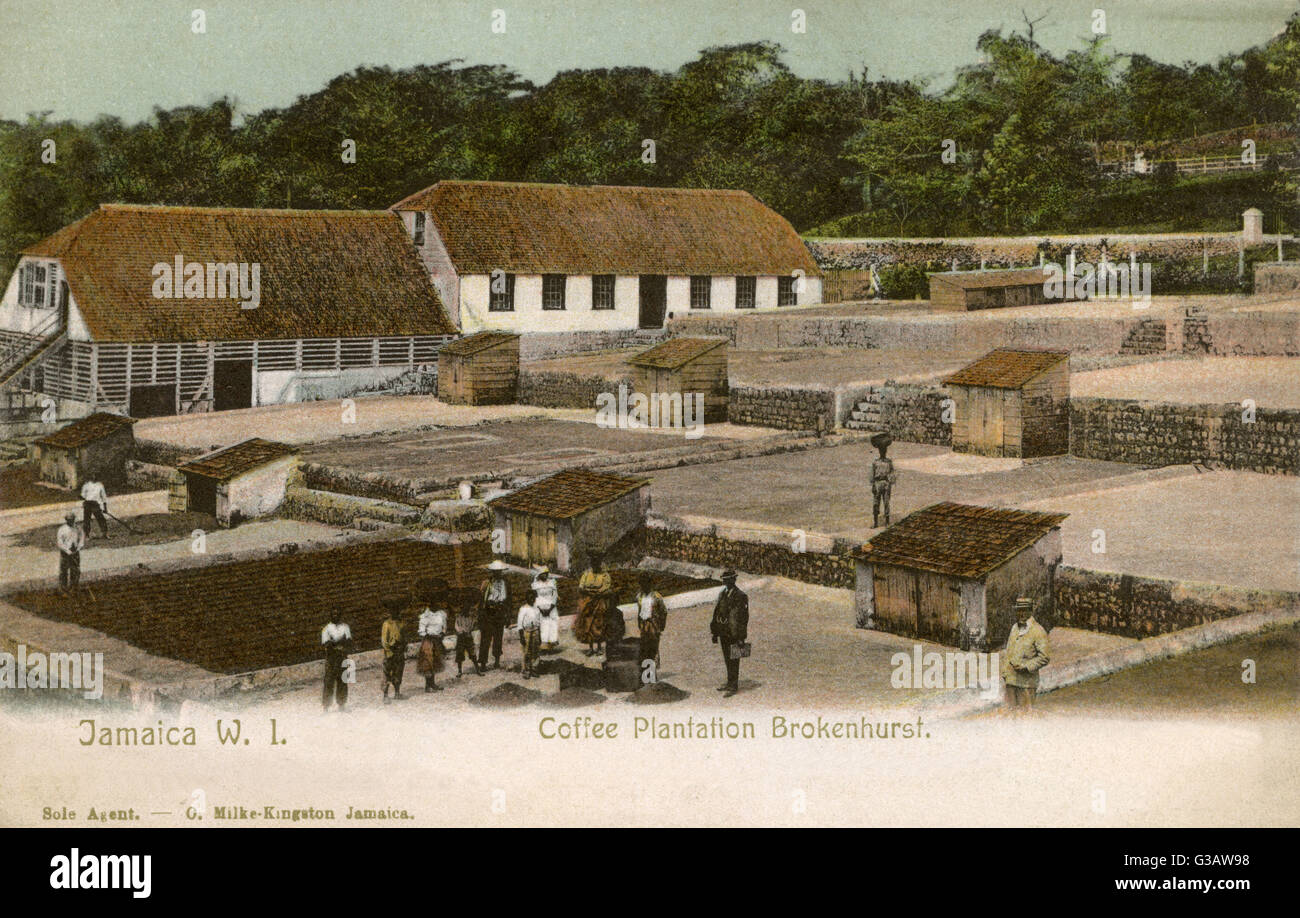 Coffee Plantation, Brokenhurst, Jamaica, West Indies Stock Photo