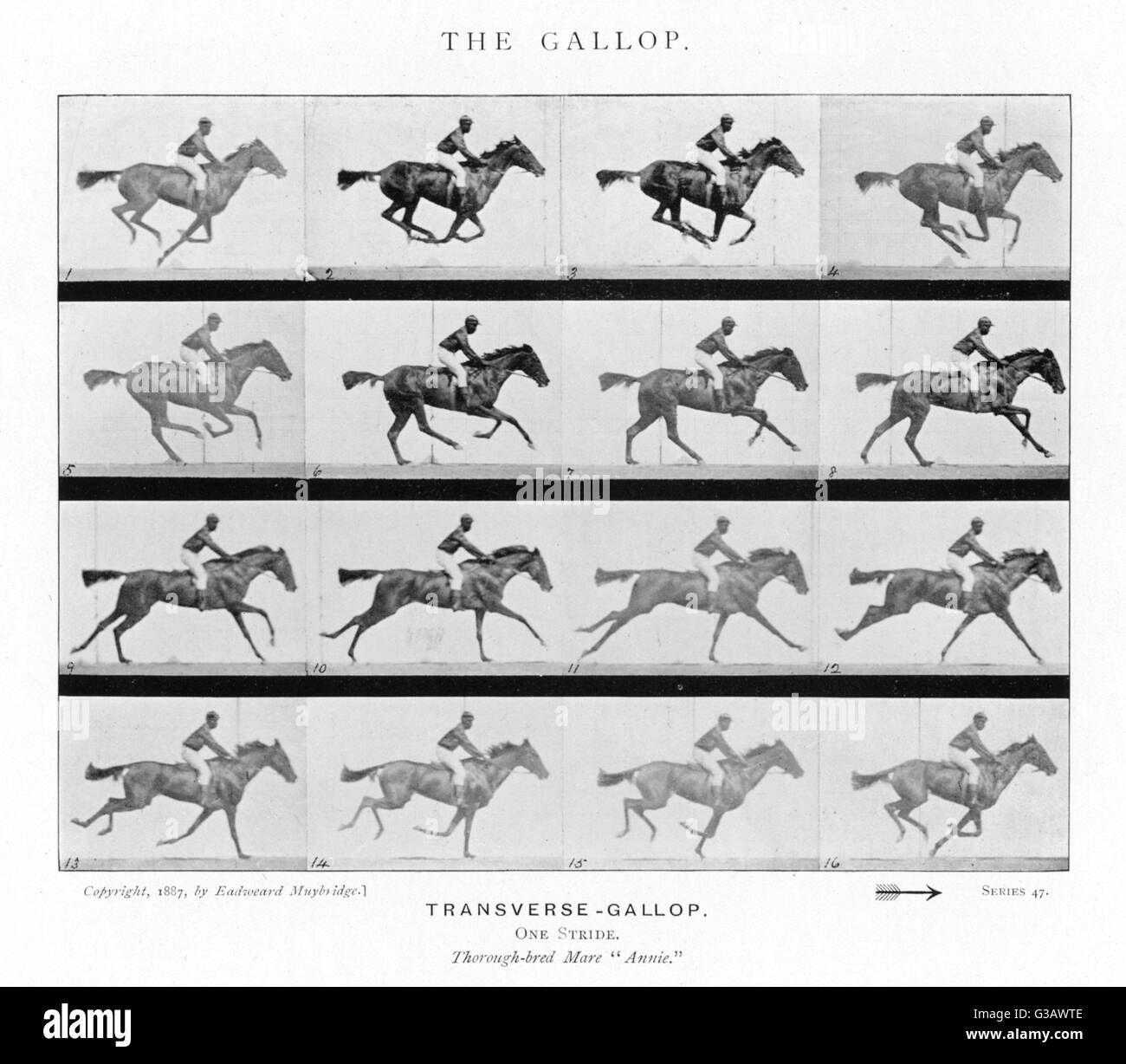 Horse : galloping Date: 1880s Stock Photo - Alamy