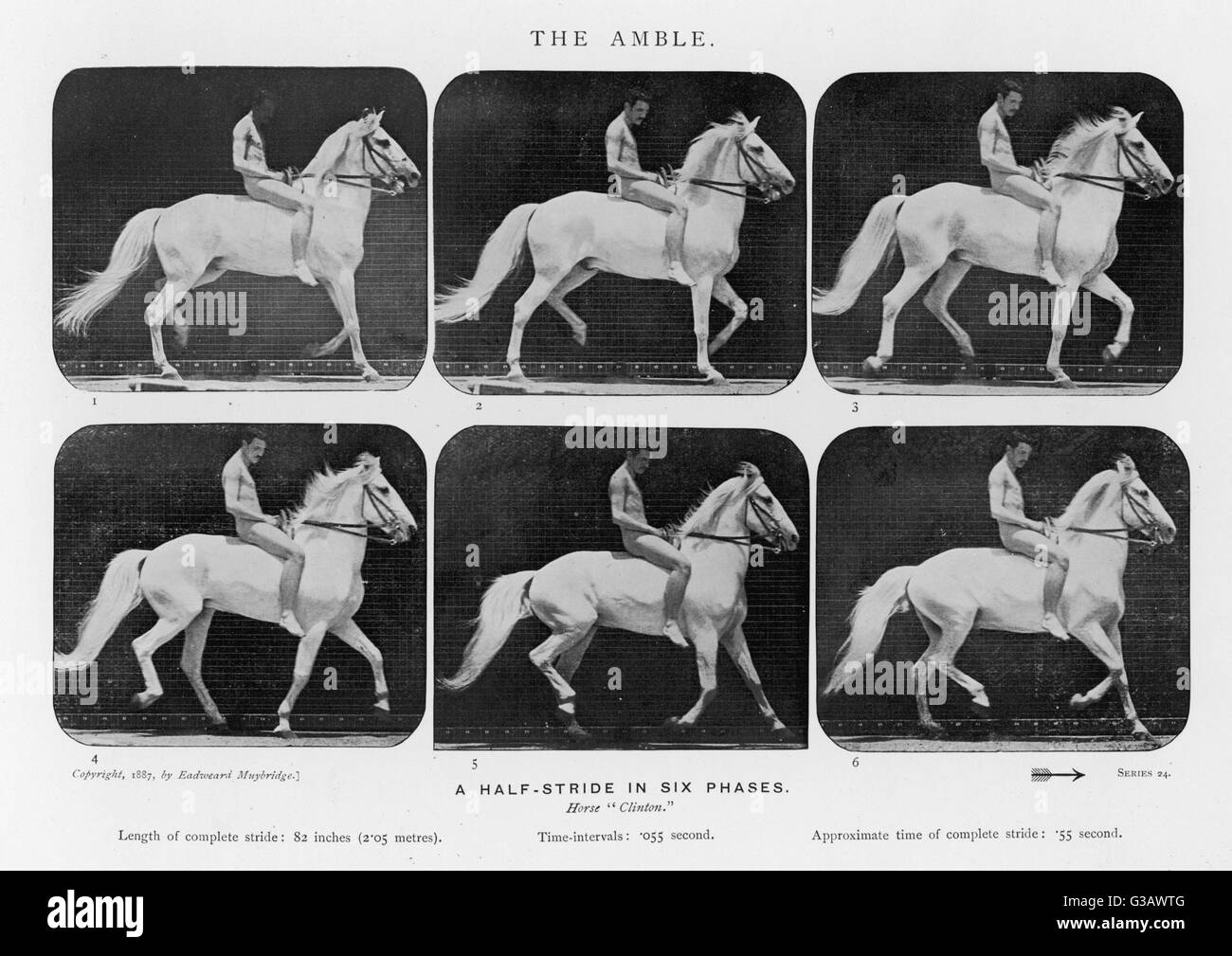 MUYBRIDGE HORSE AMBLE Stock Photo Alamy