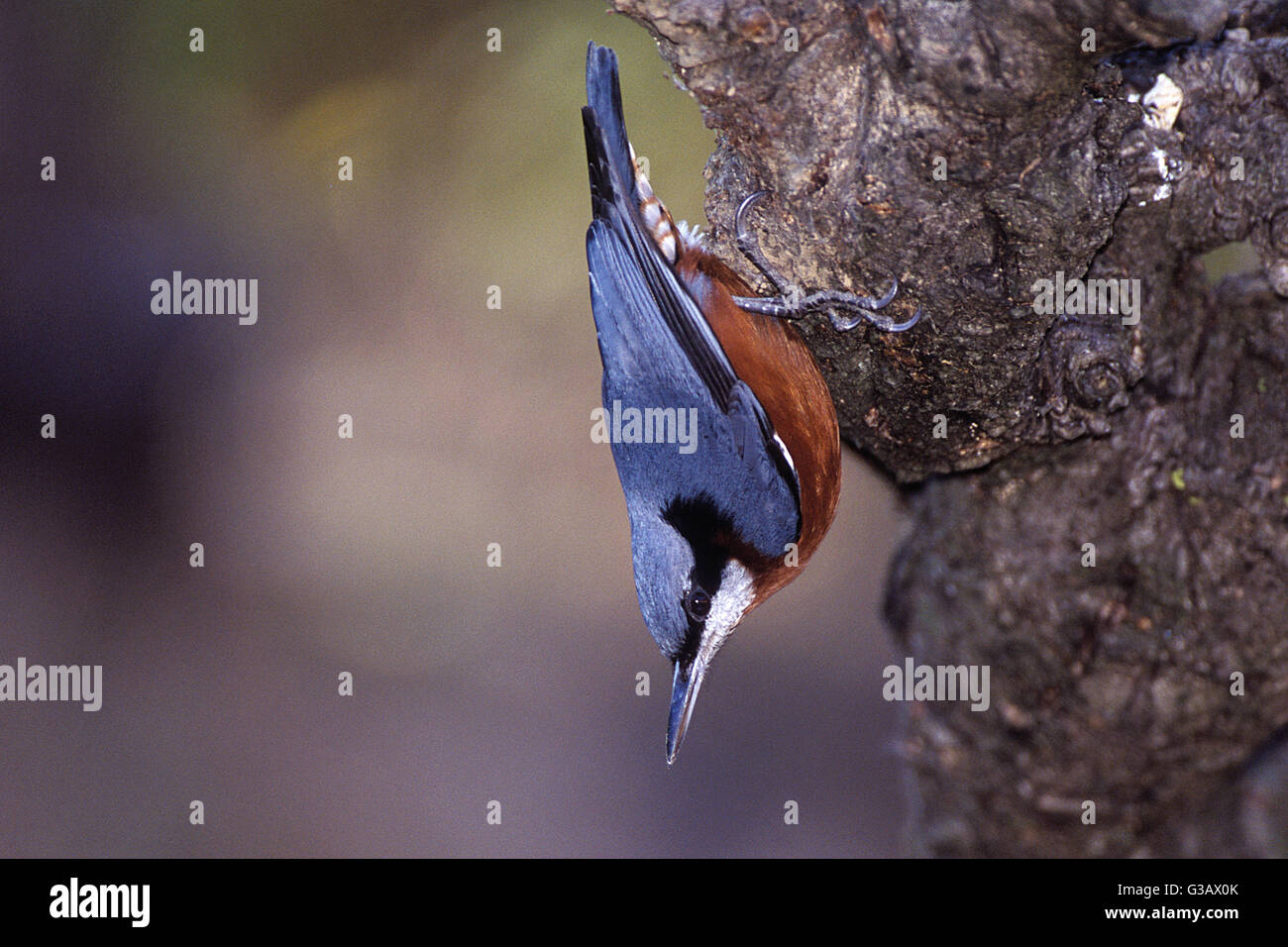 The image of Chesnut bellied nuthatch ( Sitta cinnamoventris ) was taken in Nainital, India Stock Photo