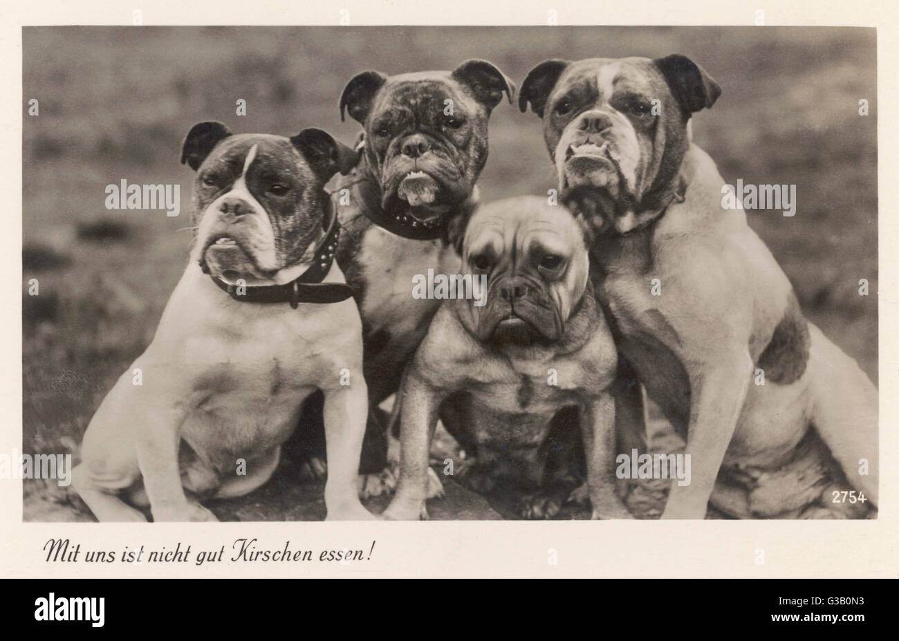 A group of four bulldogs, sitting close together. Date: 1920s Stock ...