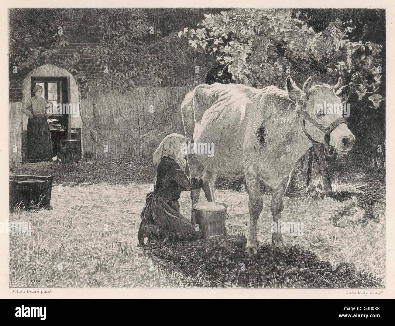 MILKING COW, FRANCE Stock Photo Alamy