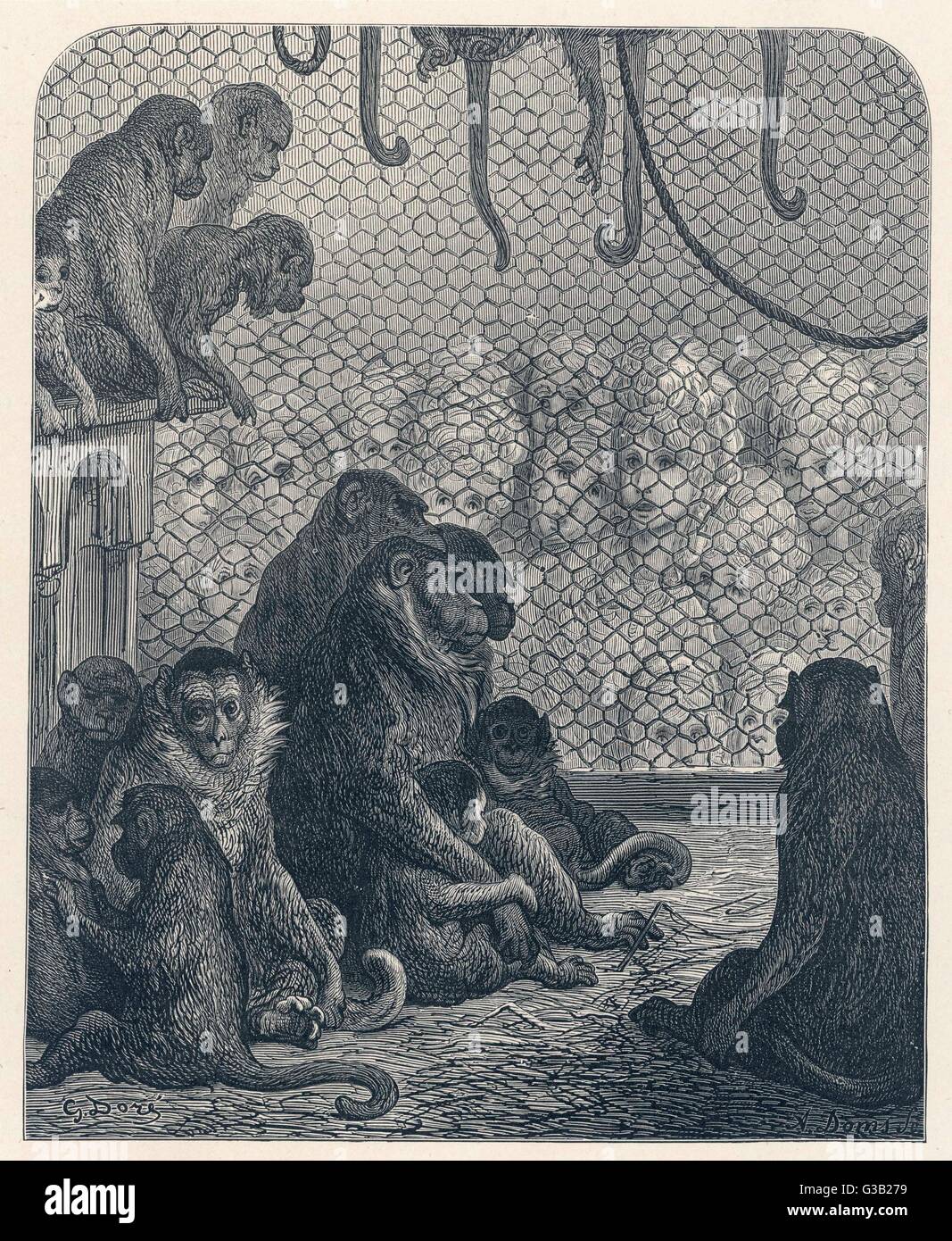 A forlorn group of monkeys  gaze out of their cage, as a  large gathering of women  stare fixedly at them - one of  Dore's most striking comments  on London society.     Date: 1870 Stock Photo