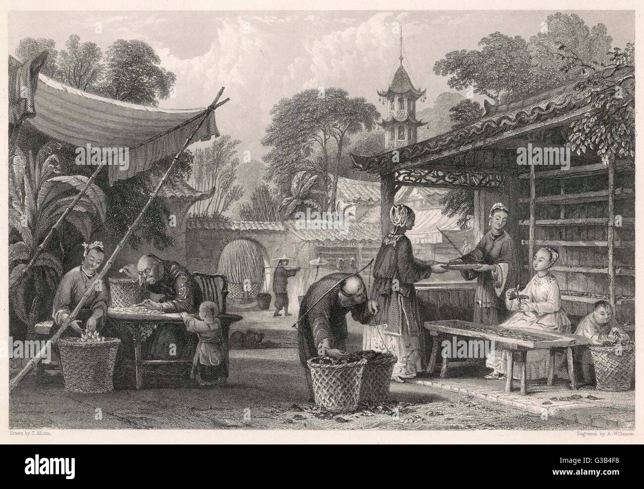 Mulberry feeding hi res stock photography and images Alamy Mulberry feeding hi res stock photography and images Alamy