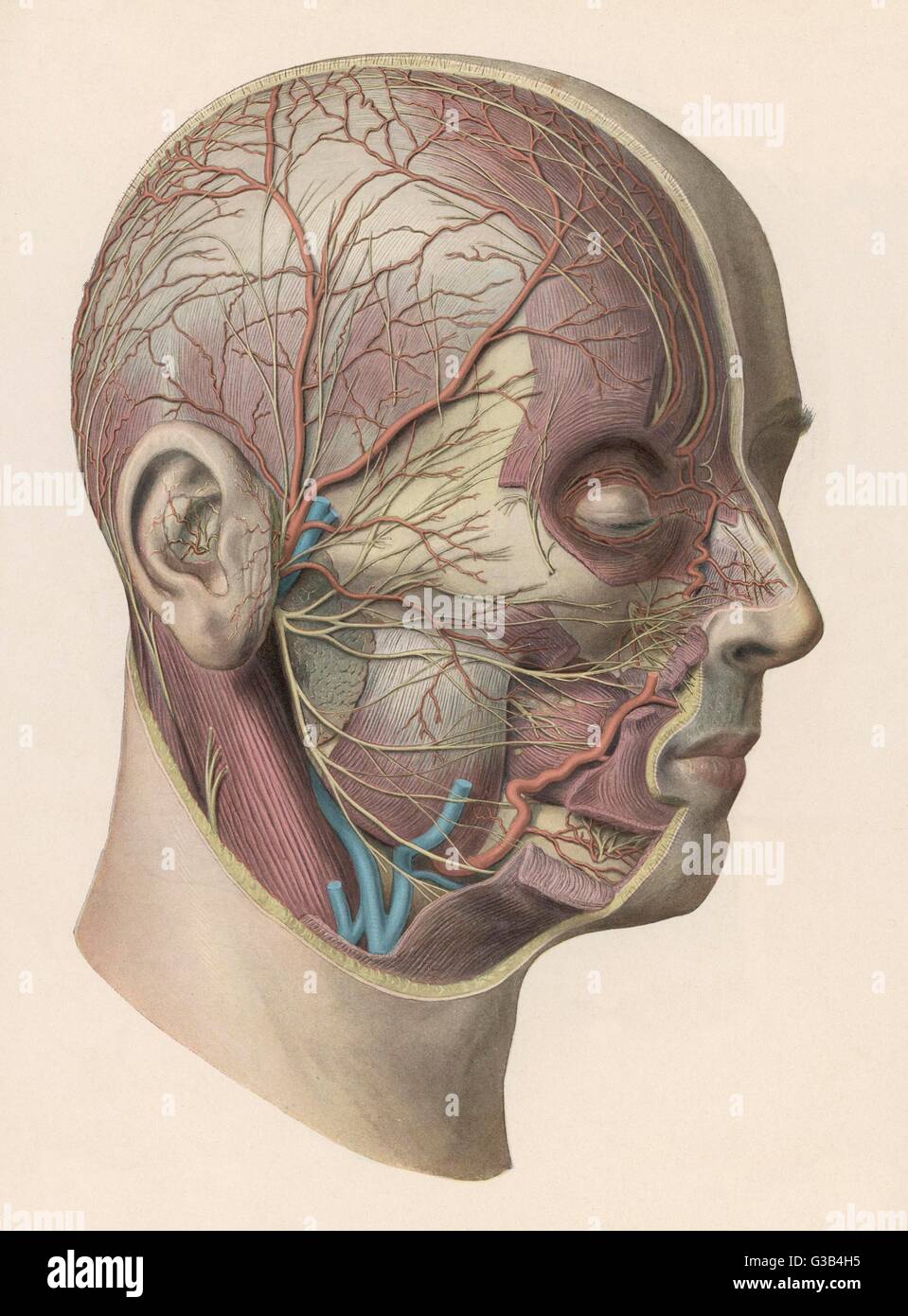 Detailed diagram showing  muscles and veins inside of  the head        Date: circa 1900 Stock Photo