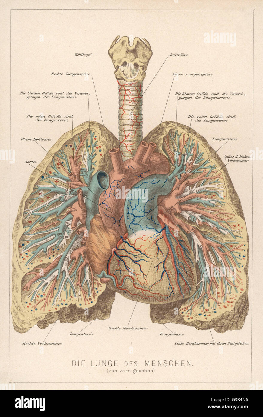 Lungs High Resolution Stock Photography And Images