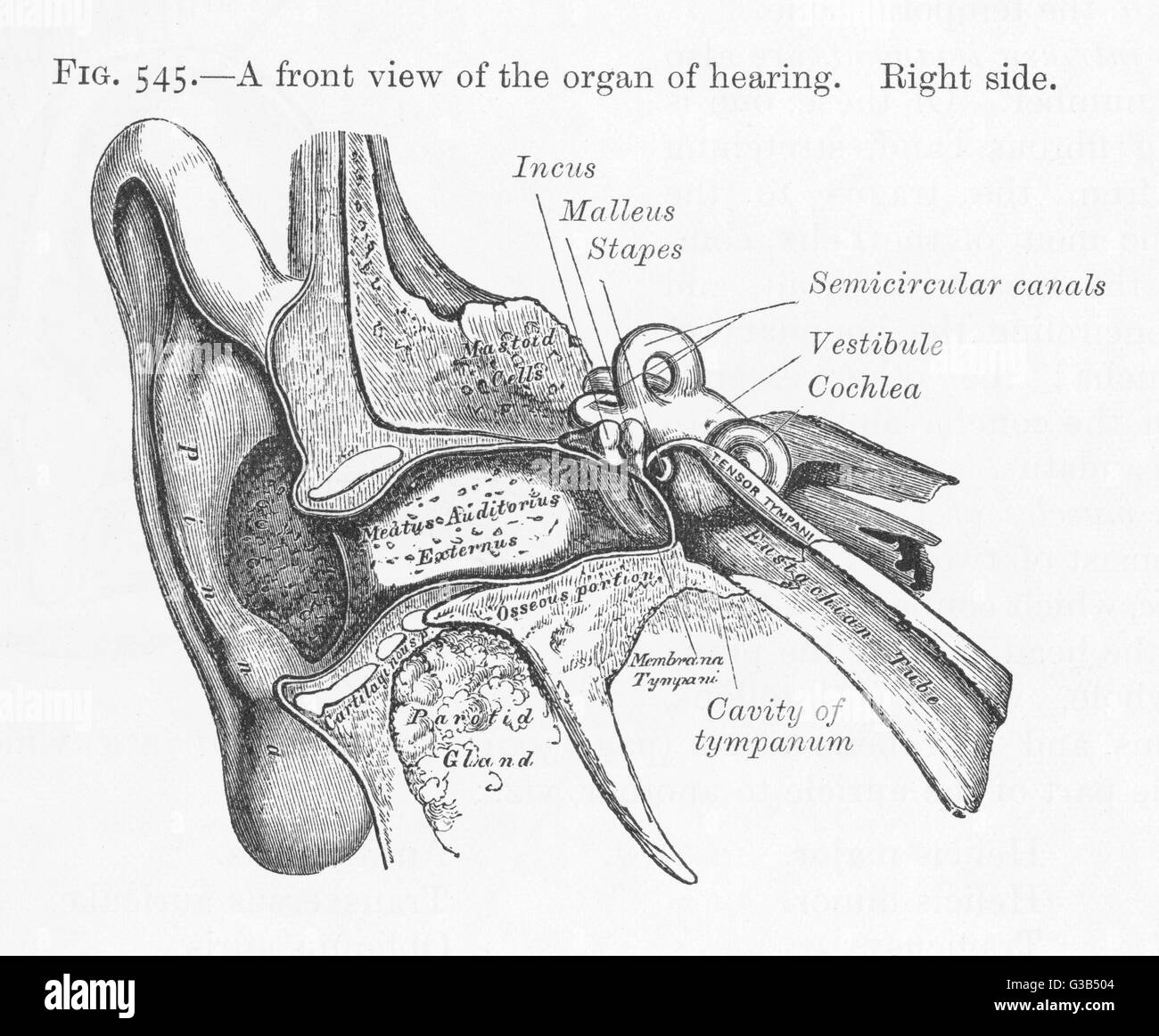Diagram of Ear - 1897 Stock Photo