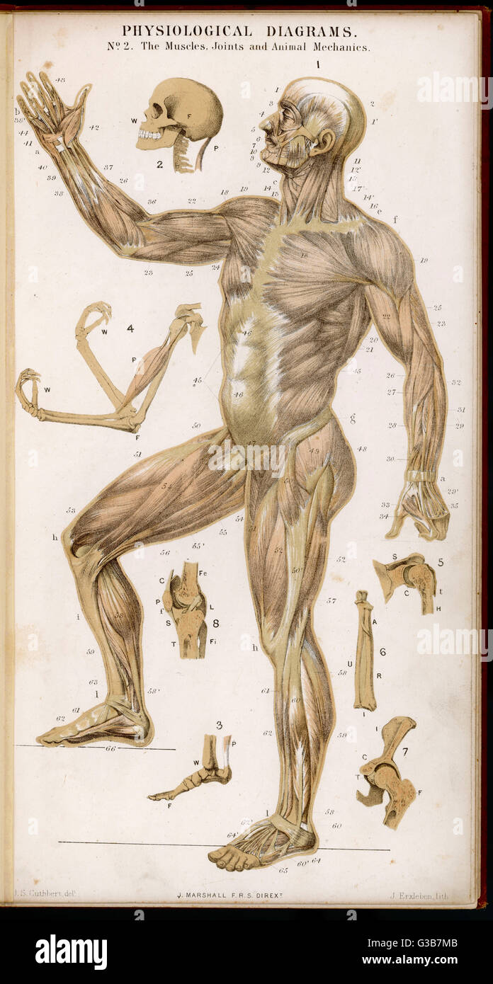 Physiological diagram of the  muscles, joints and animal  mechanics of the human body        Date: 1870 Stock Photo