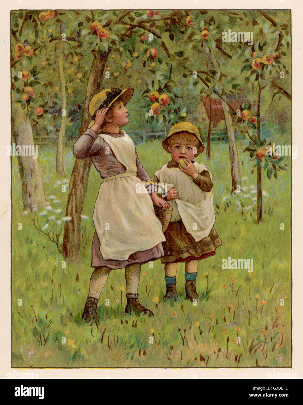 YOUNG APPLE PICKERS Stock Photo