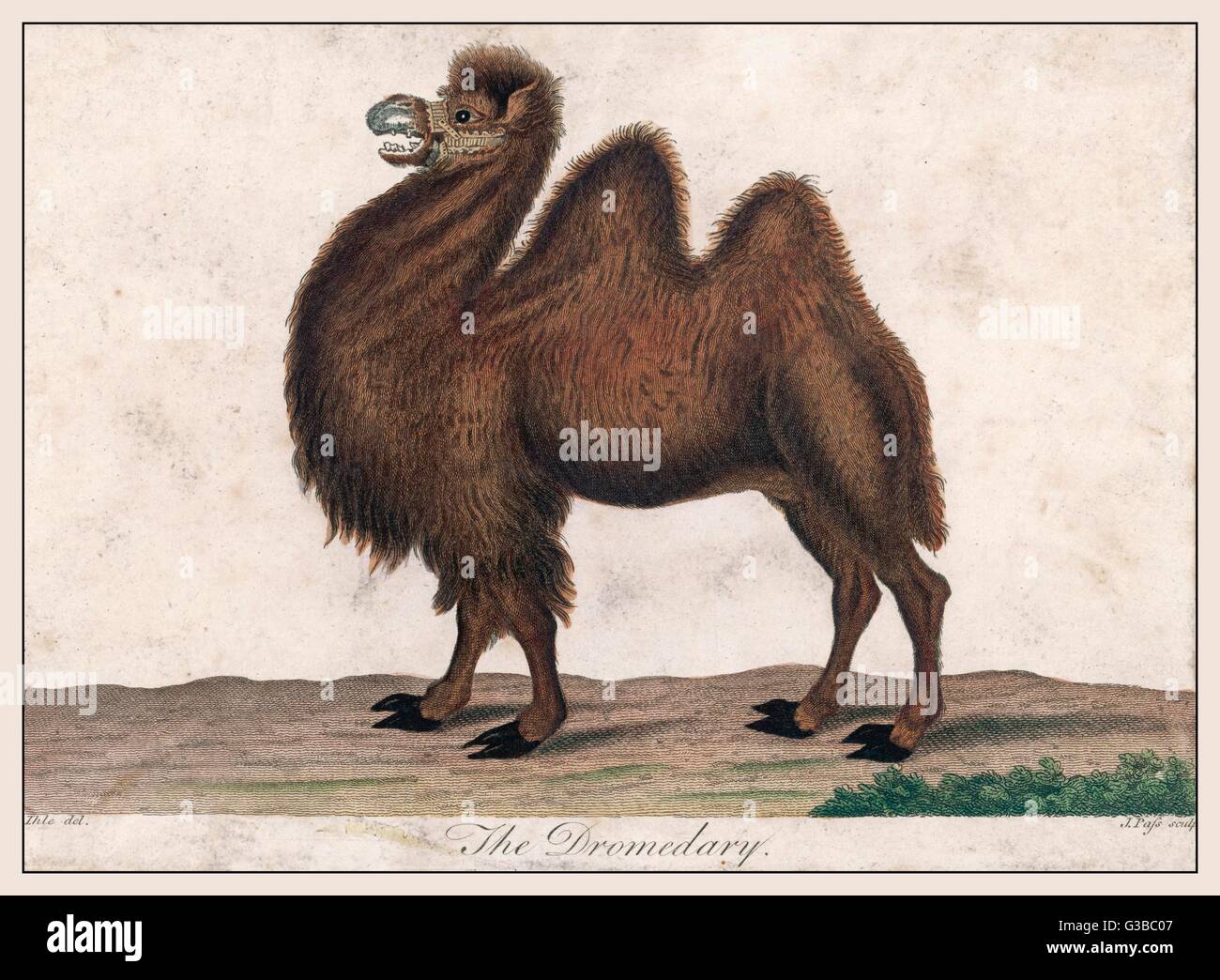 DROMEDARY CAMEL C1820 Stock Photo - Alamy