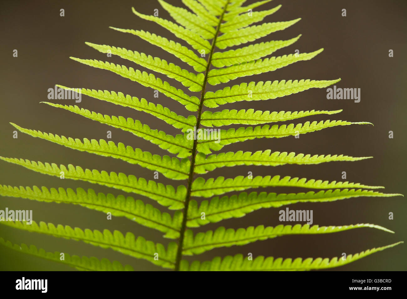 Closeup of ferns, The Nature Conservancy, Kona Hema Preserve
