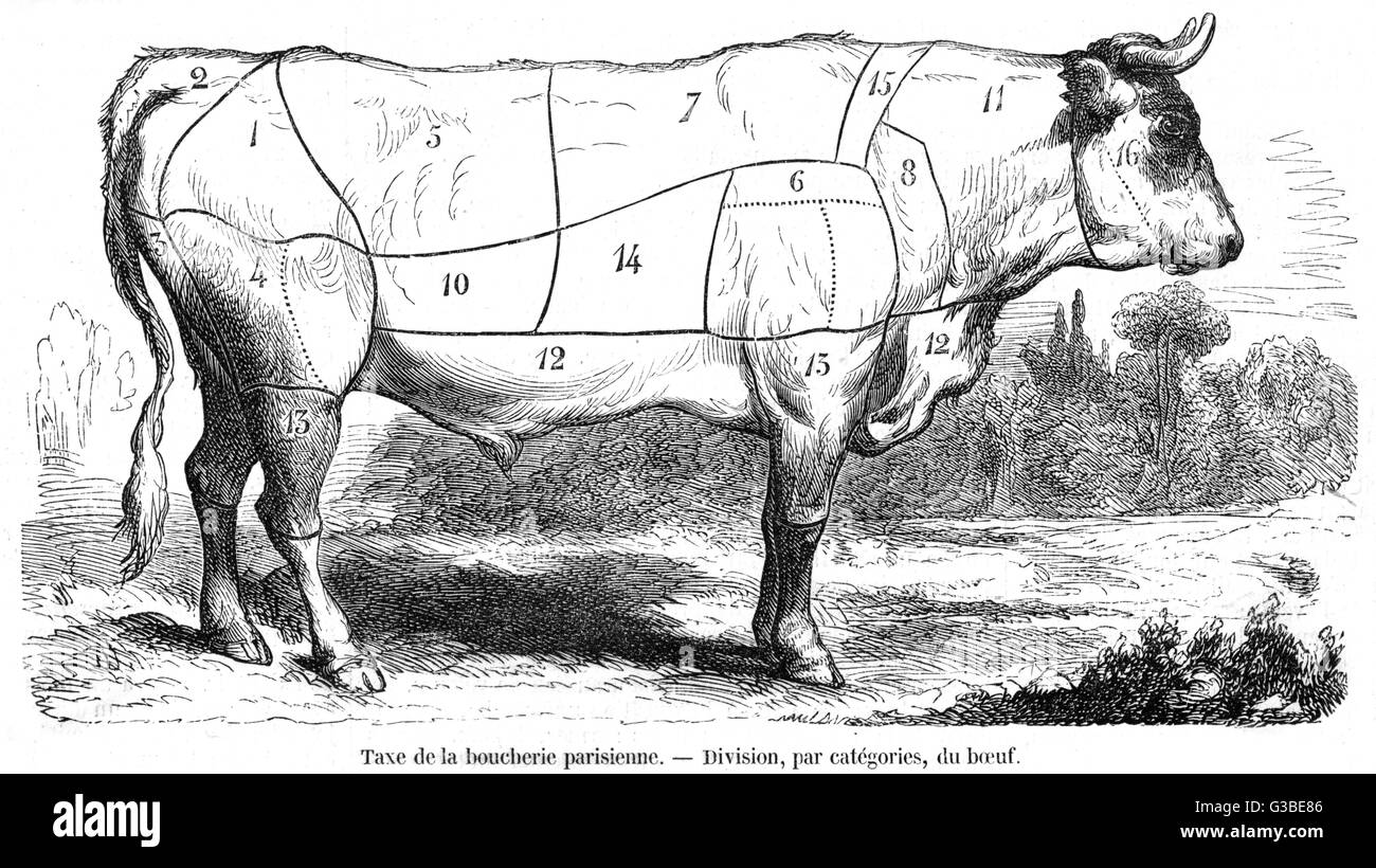 A diagram showing beef joints.         Date: 1855 Stock Photo