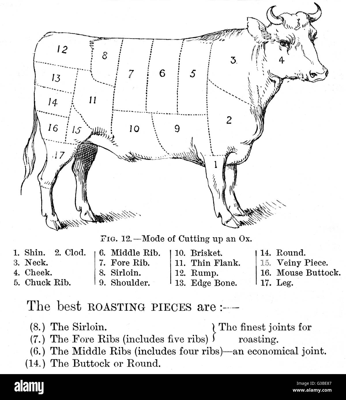 A diagram showing ox cuts.          Date: 19th century Stock Photo