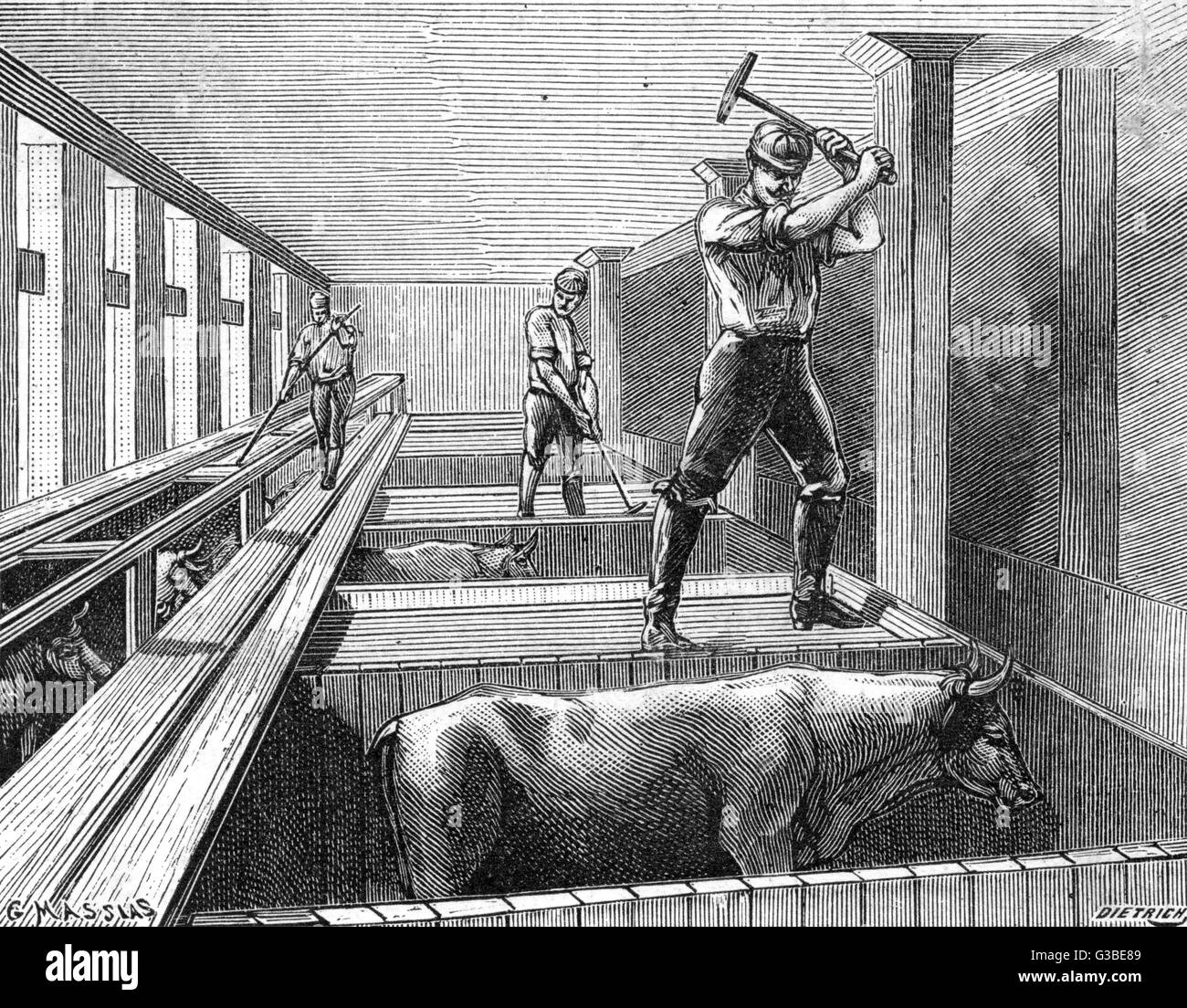 SLAUGHTERING BEEF 1895 Stock Photo