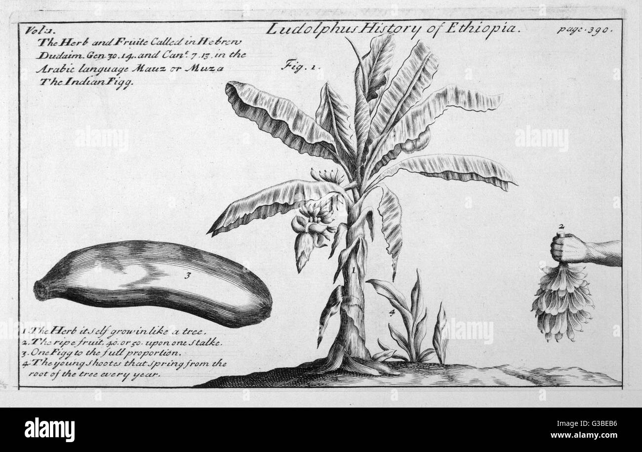 BANANA TREE/18TH CENTURY Stock Photo Alamy