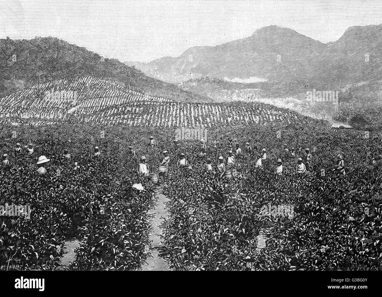 A tea plantation in Ceylon. Date: 1902 Stock Photo - Alamy