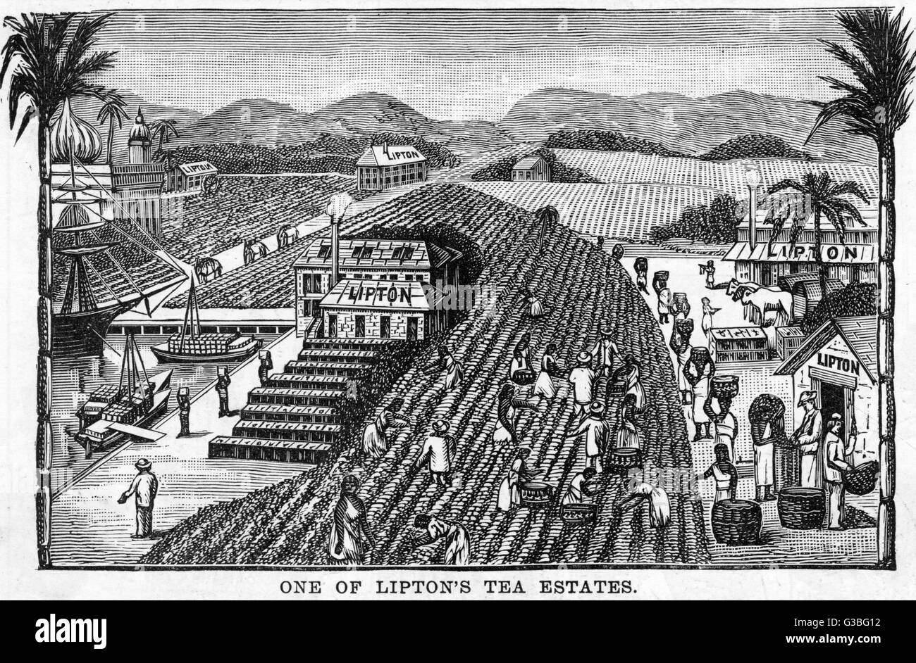 Liptons tea estate in ceylon date hires stock photography and images