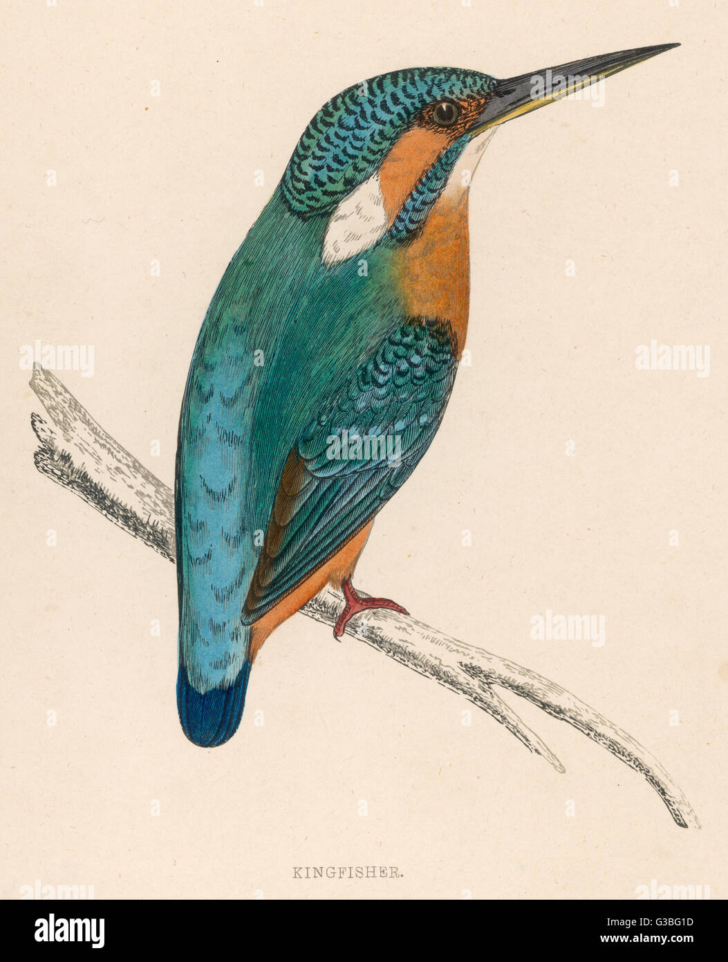 A kingfisher sitting  on a thin branch. (Alcedo ispida)       Date: 1851 Stock Photo