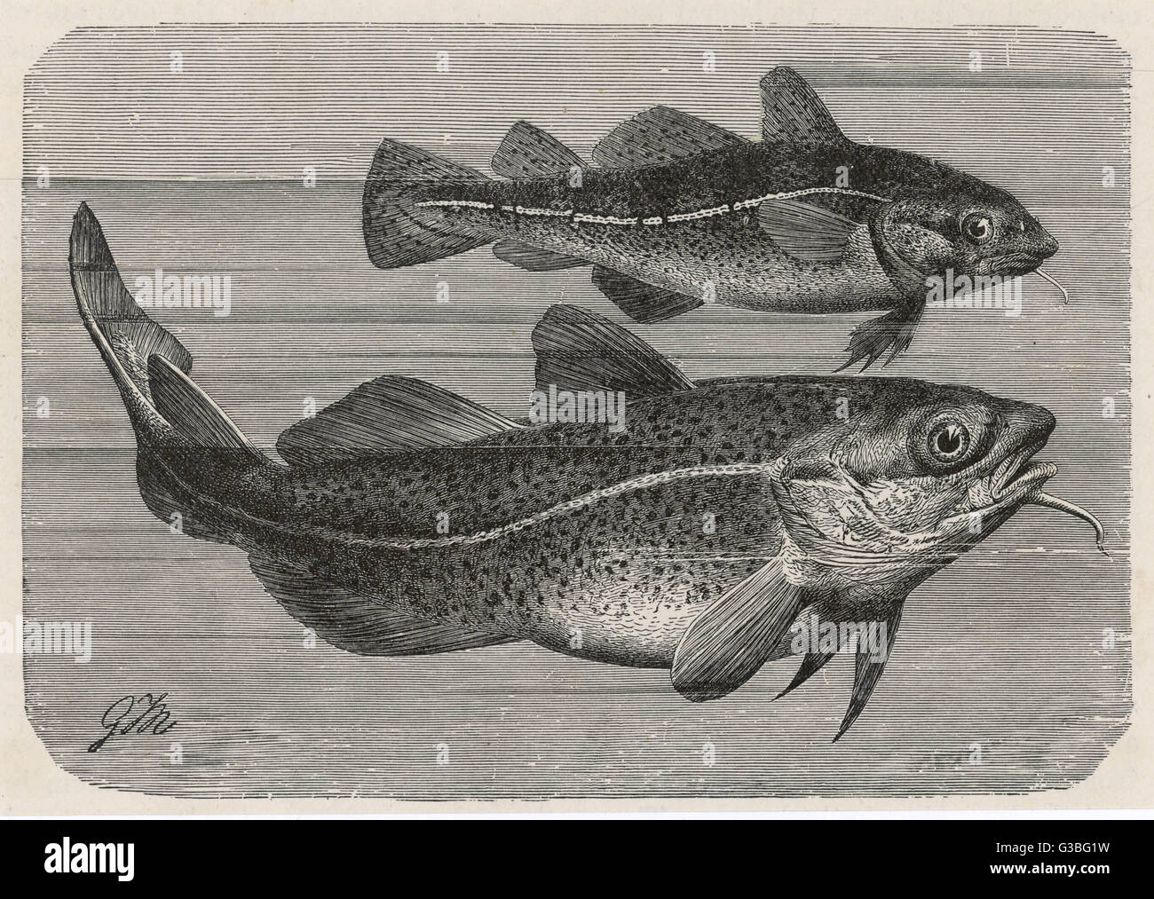 ENGRAVING OF A COD/1895 Stock Photo