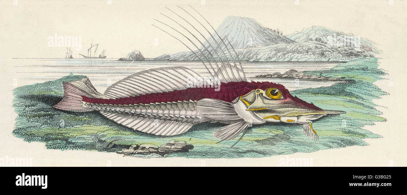 ARMOUR FISH/1860 Stock Photo