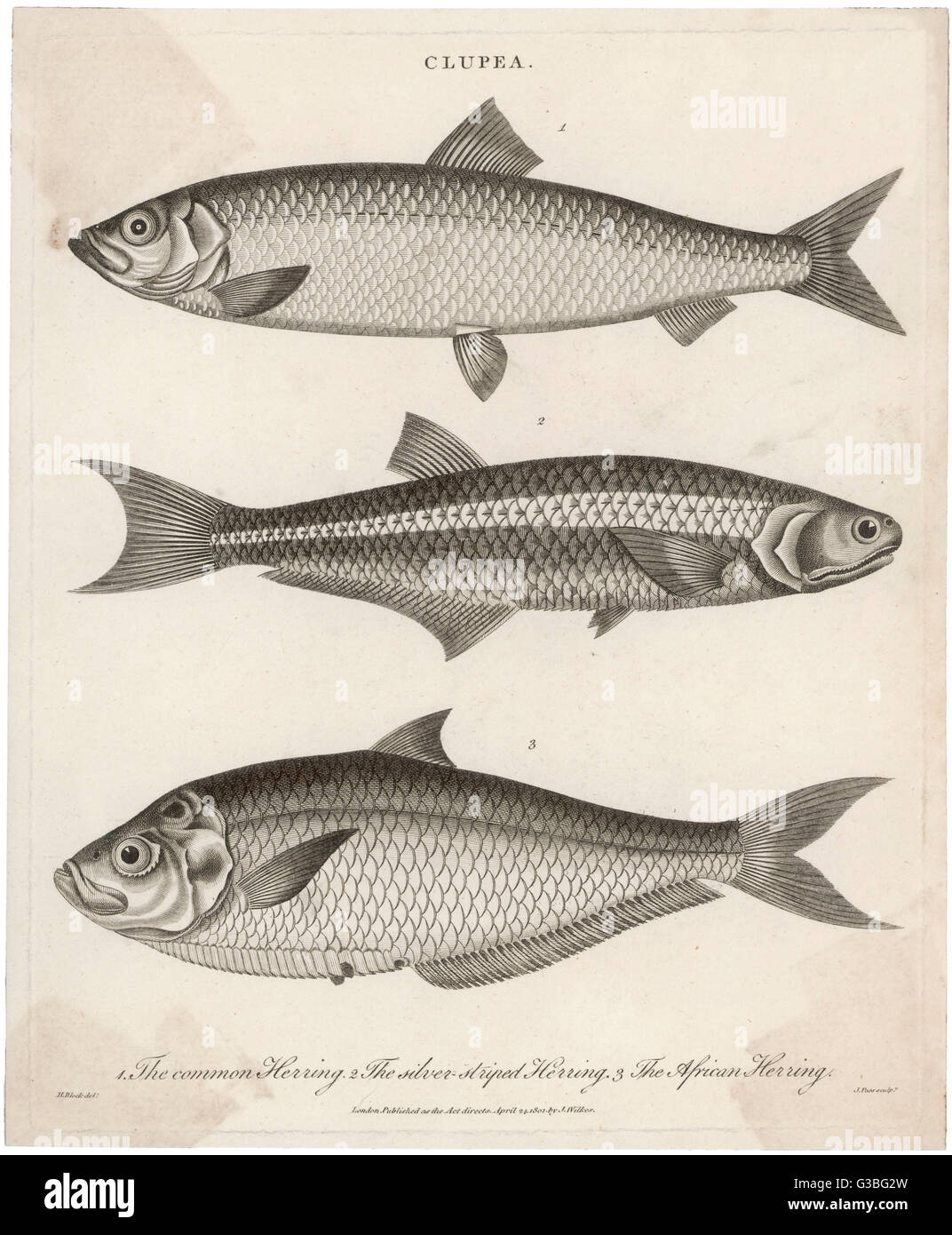 Three types of herring:  1. common herring 2. silver-striped herring 3. African herring      Date: 1802 Stock Photo