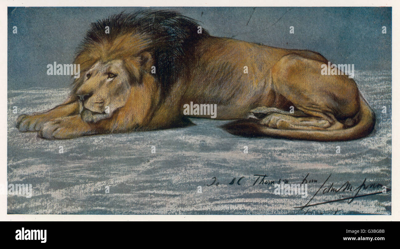 Lion reclining hi-res stock photography and images - Alamy
