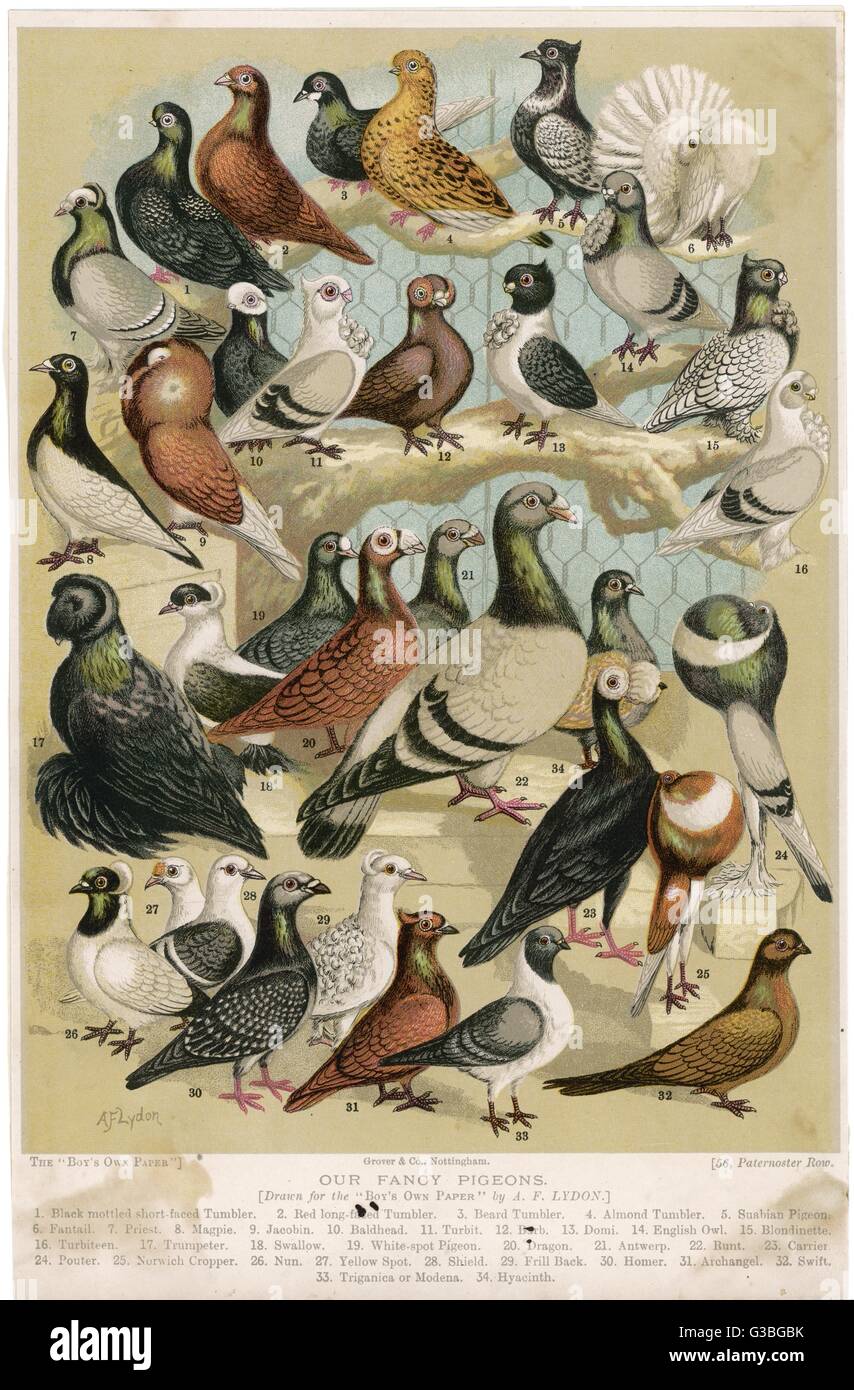 Fancy pigeon breeds  (Columbidae species)       Date: late 19th century Stock Photo