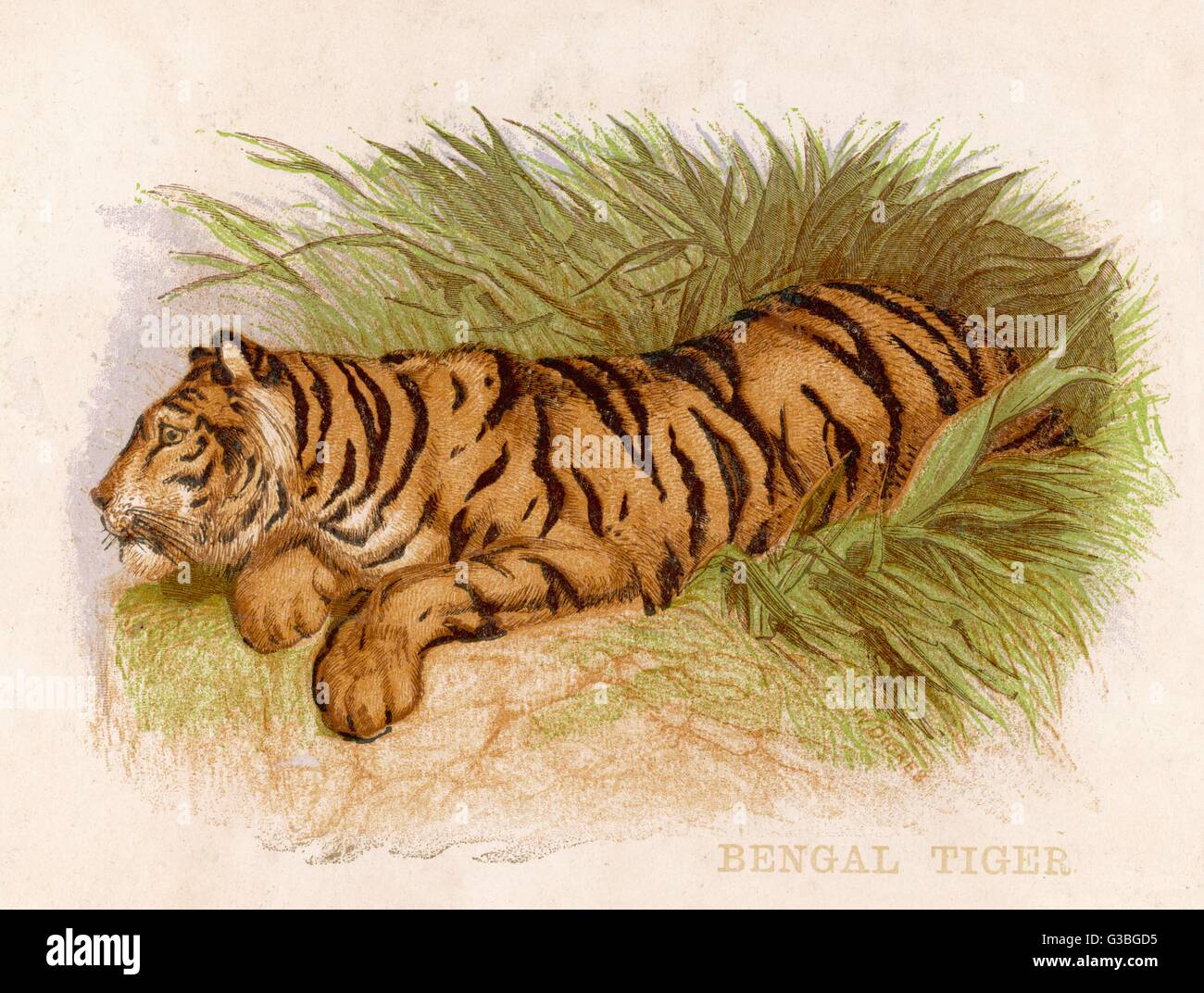 Tiger τίγρης dating καλύτερες τιμές για CS πάει προξενιό