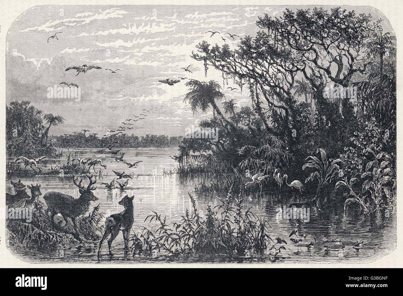 Deer and flamingoes are among  the exotic fauna on a creek,  tributary to the St Johns  River, Florida.      Date: circa 1860 Stock Photo