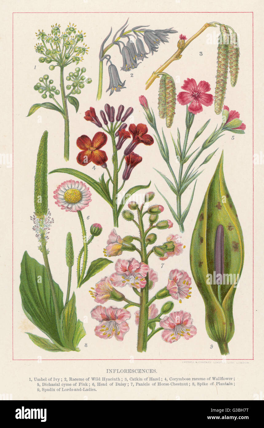 Hedera Helix; Scilla (Wild  Hyacinth); Corylus (Catkin);  Cheiranthus; Dianthus; Bellis  Perennis; Aesculus; Plantago  Major; Arum      Date: early 20th century Stock Photo
