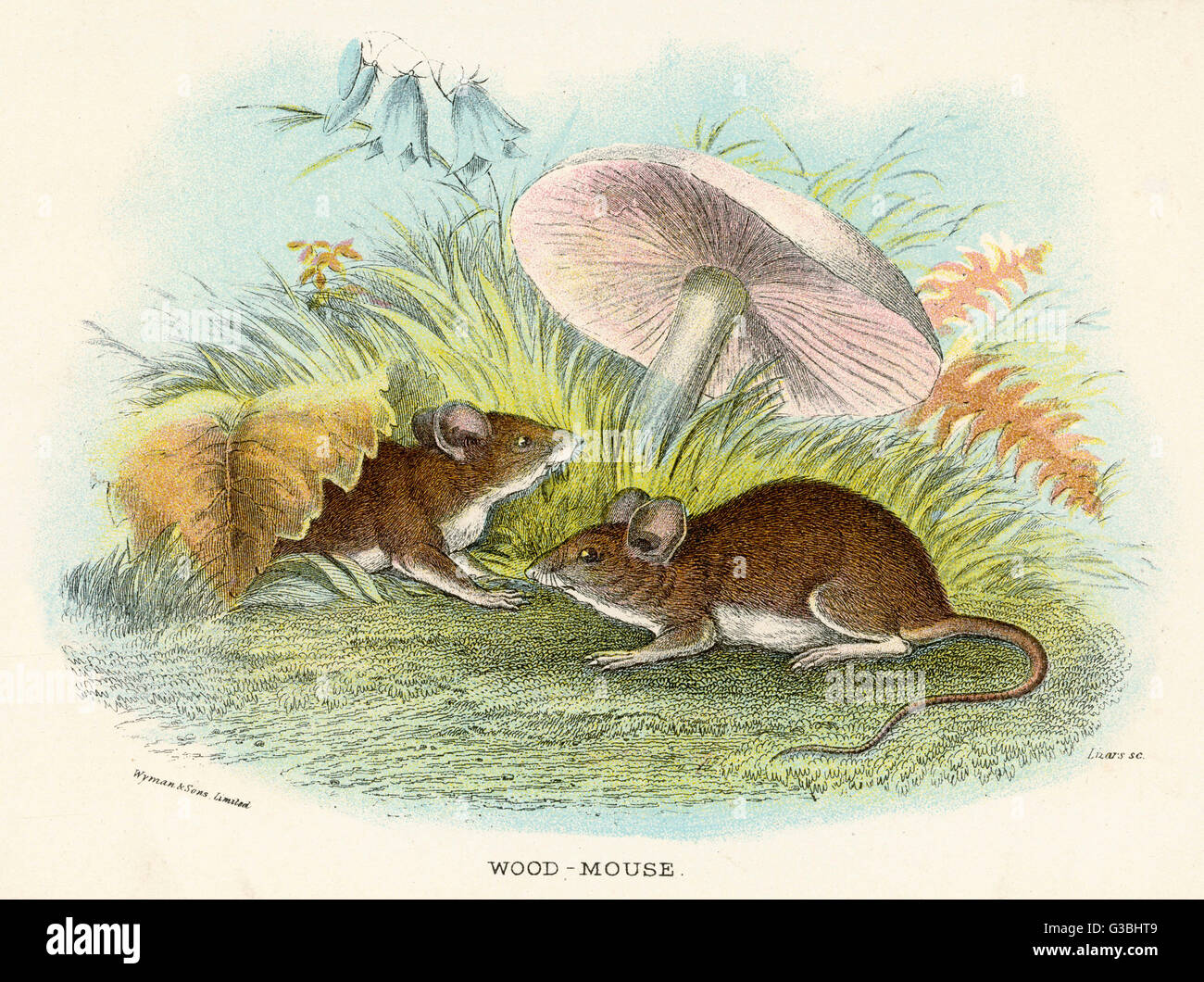 WOOD MICE MUSHROOM 19C Stock Photo Alamy