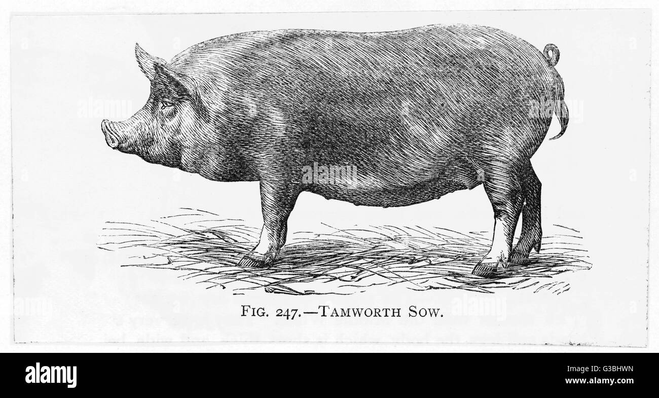 A Tamworth sow.         Date: 19th century Stock Photo