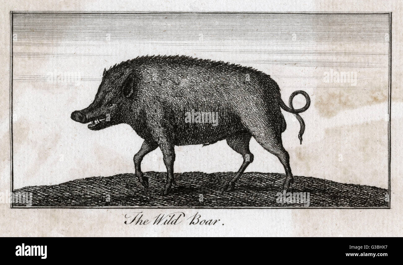 PIG / WILD BOAR C1800 Stock Photo