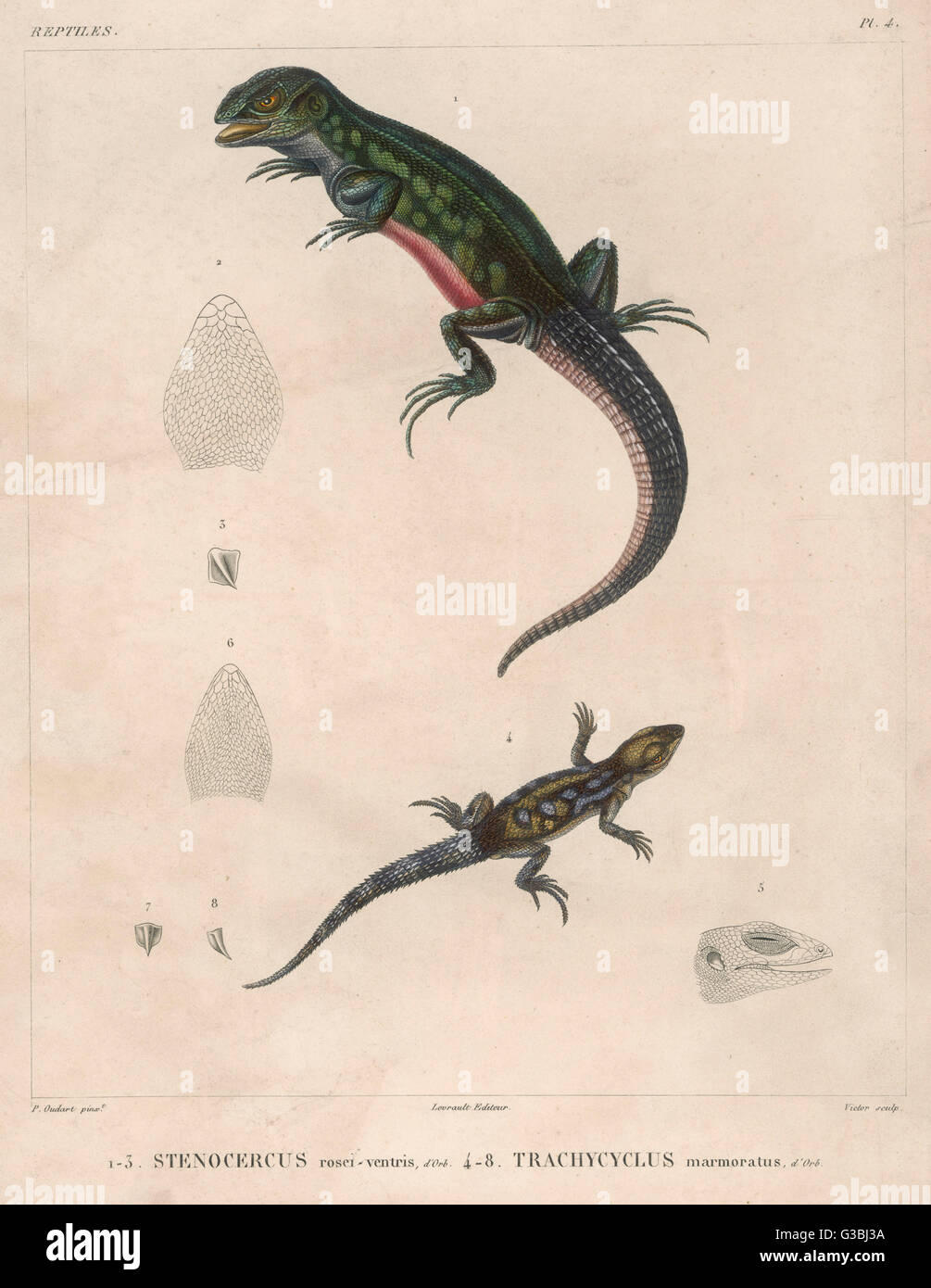 Two Lizard Species Stock Photo