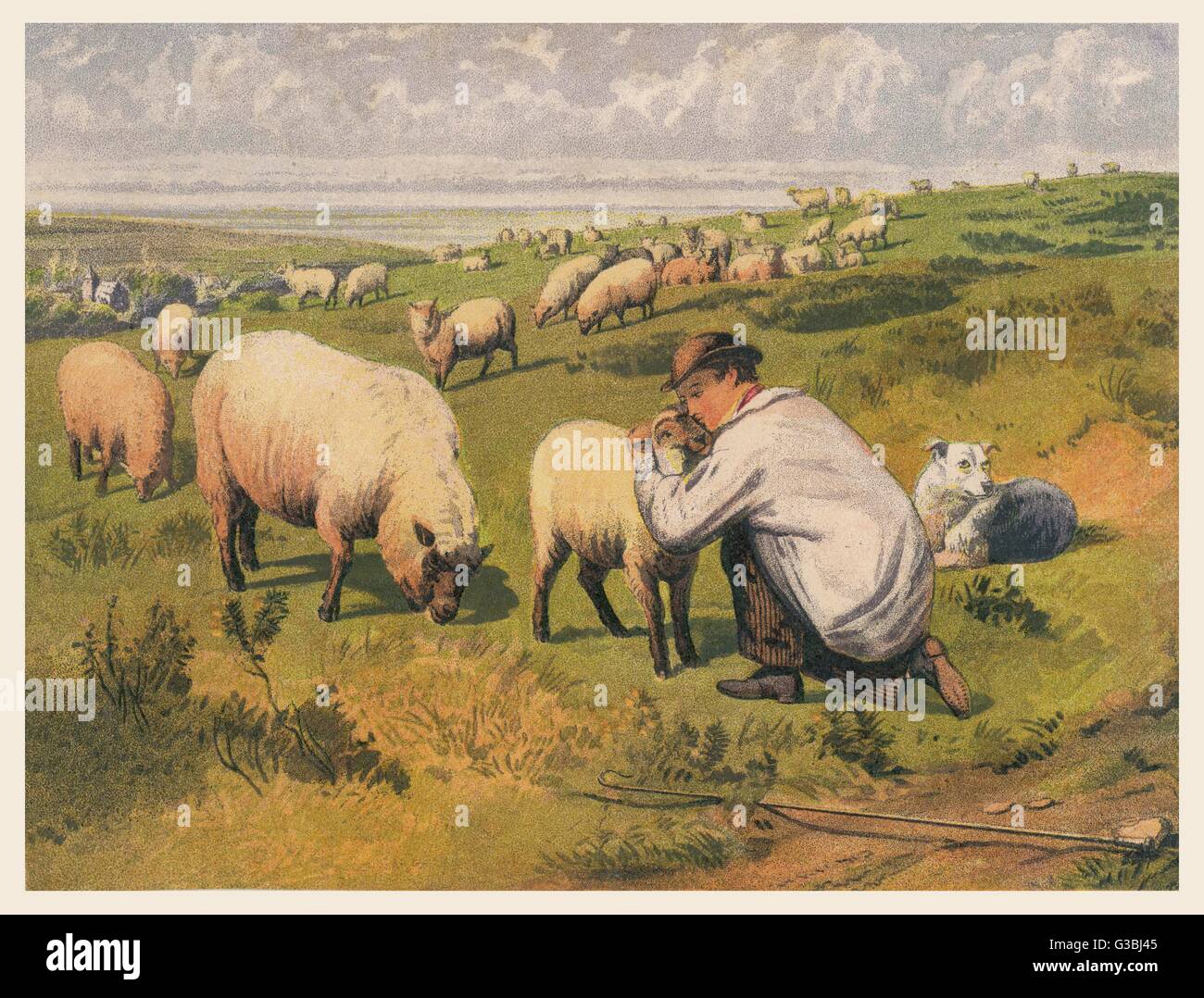 Sheep and Shepherd - 19th century Stock Photo