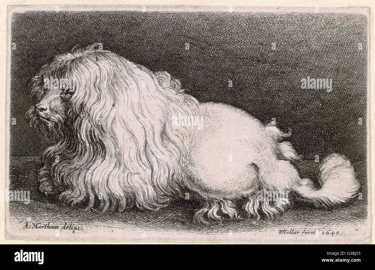 VERY EARLY DOG IN 1649 Stock Photo