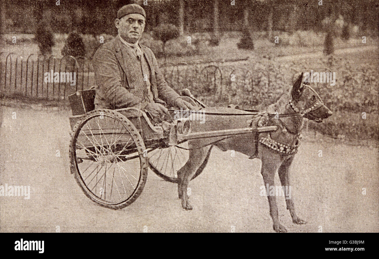 World War One : A French  casualty of the war who has  given his legs for his country  travels in a dog cart, selling  this card to buy food for his  dog.      Date: circa 1918 Stock Photo