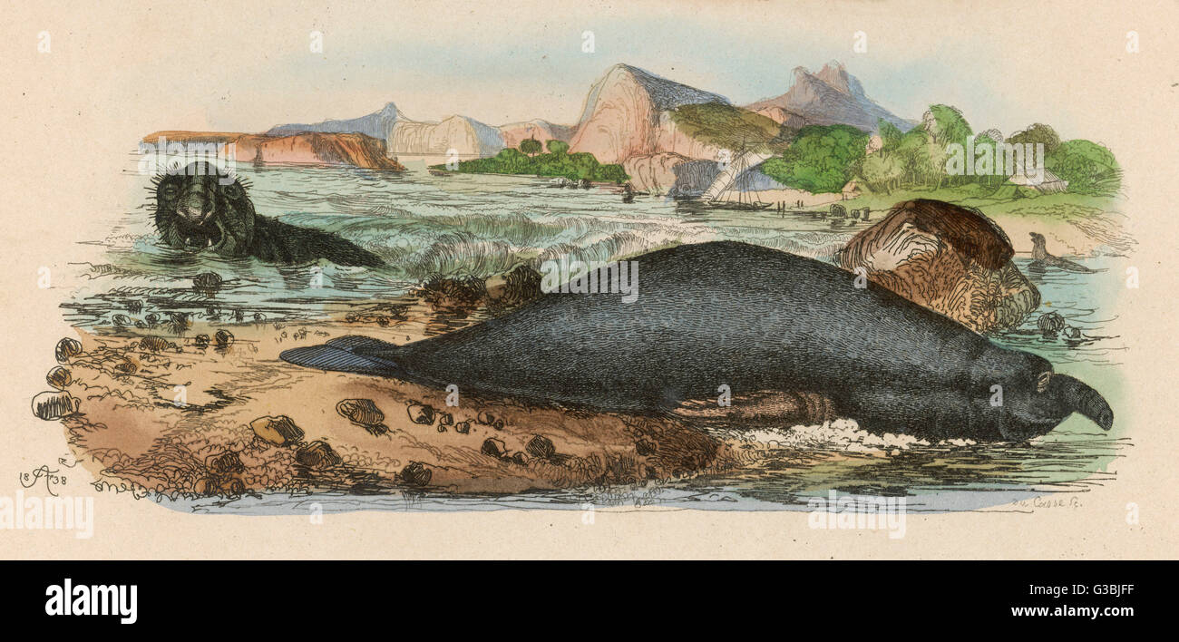An Elephant Seal          Date: 1838 Stock Photo