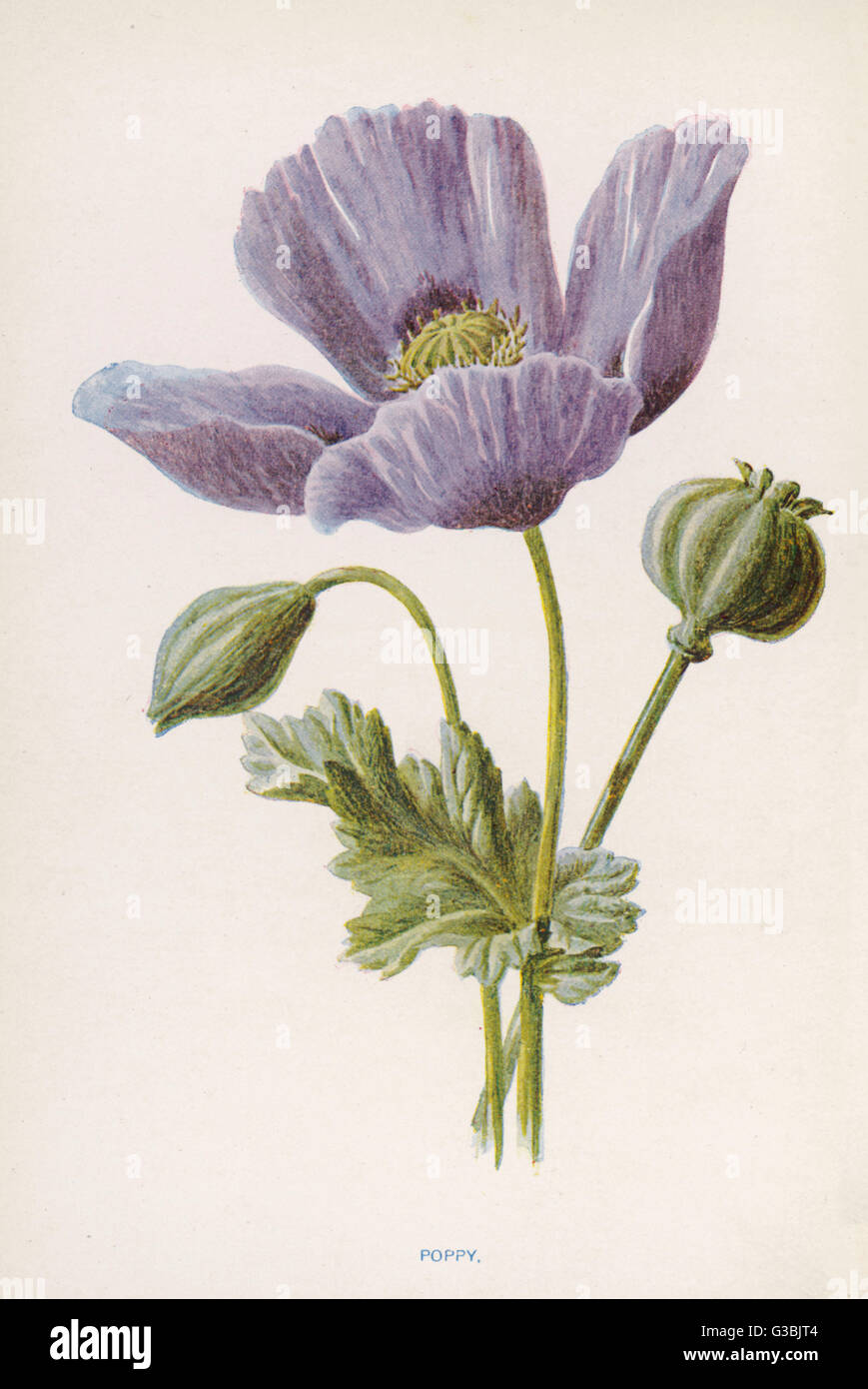 Opium poppy plants hi-res stock photography and images - Alamy