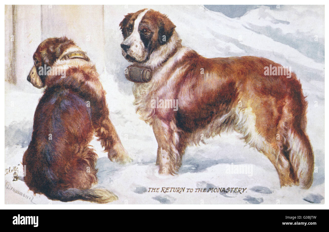 Two St Bernard rescue dogs in the Alpine snow Date: early 20th century ...