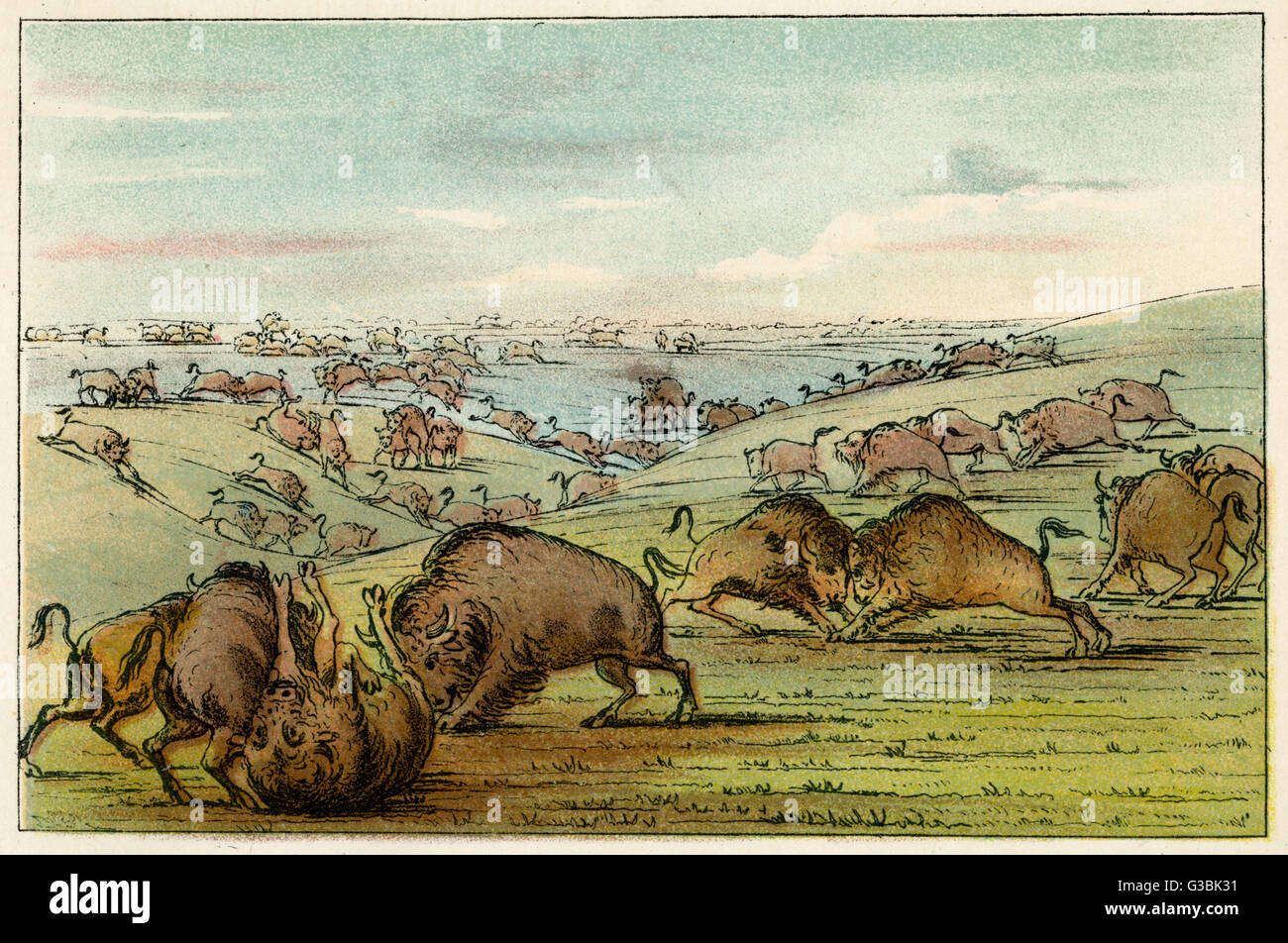 American buffalo fighting each other. Date: circa 1830 Stock Photo - Alamy