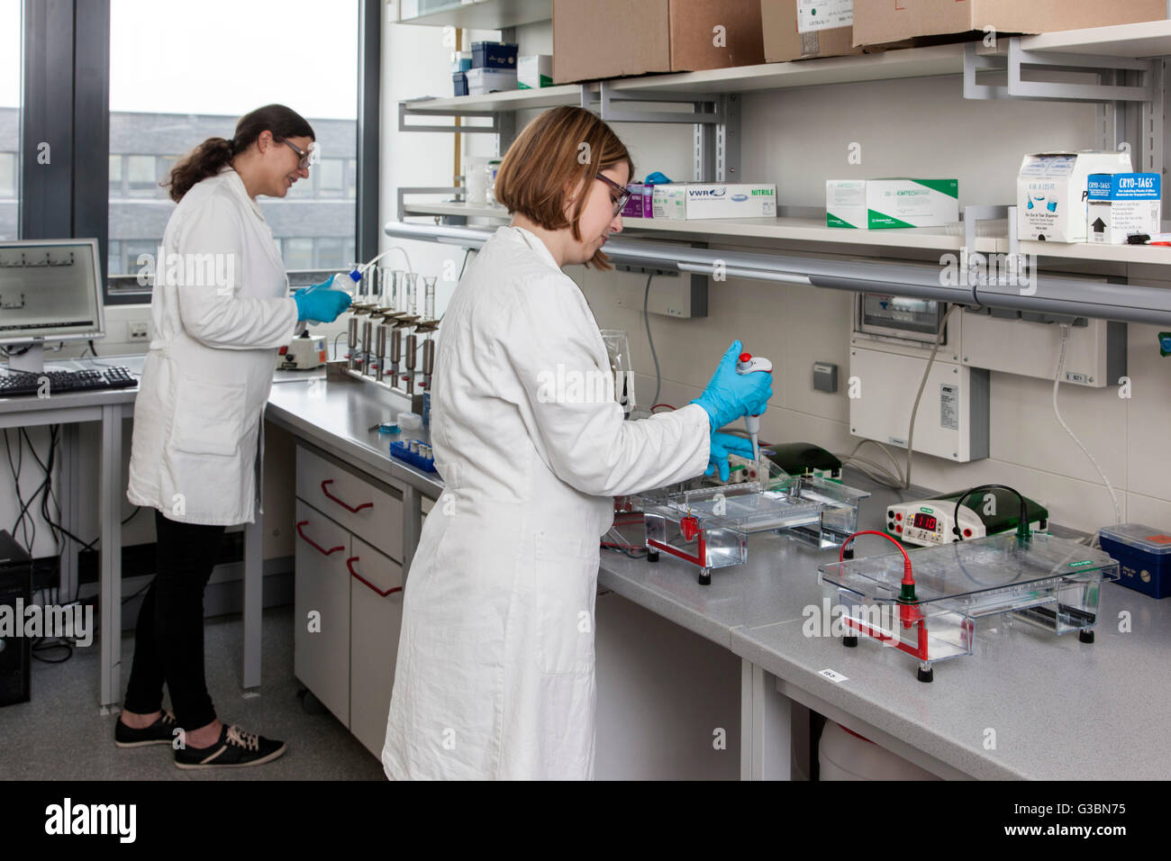 Biologists in the laboratory during the electrophoresis for the detection of DNA Stock Photo Alamy