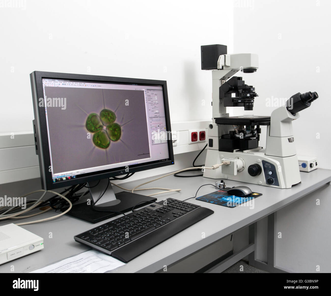 Biologist at the inverted microscope Stock Photo Alamy