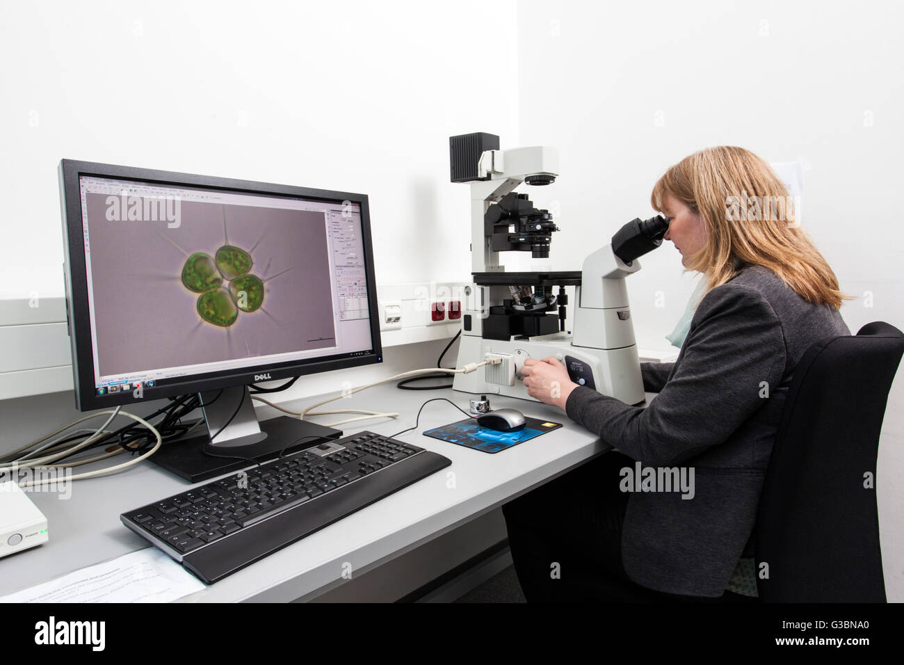 Biologist at the inverted microscope Stock Photo Alamy