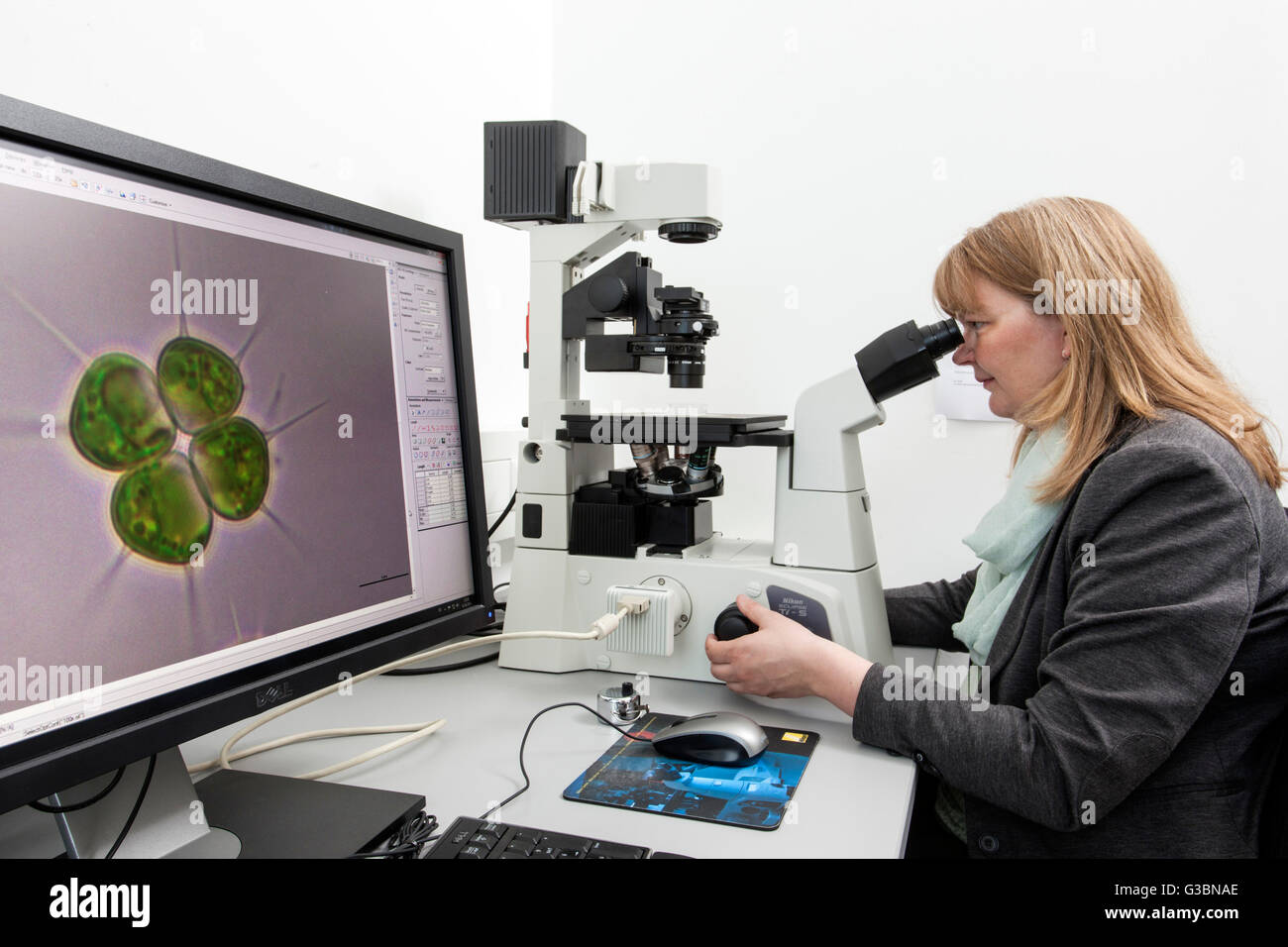 Biologist at the inverted microscope. Stock Photo