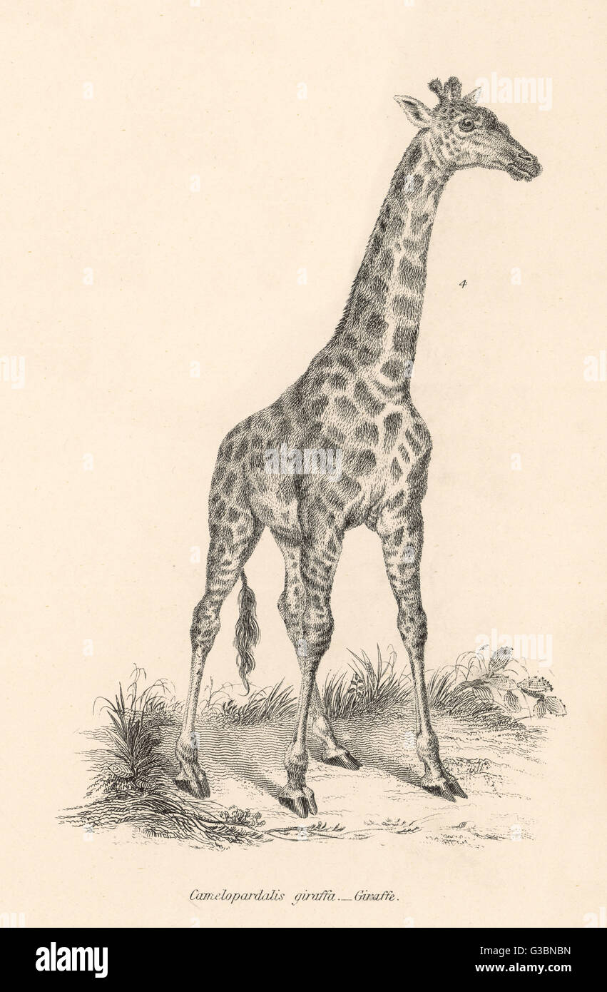 A Solitary Giraffe - 19th century Stock Photo