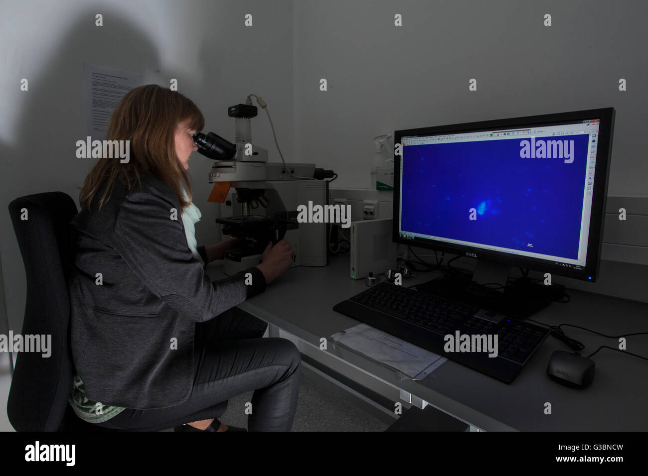 Researcher at a fluorescence microscope. Stock Photo